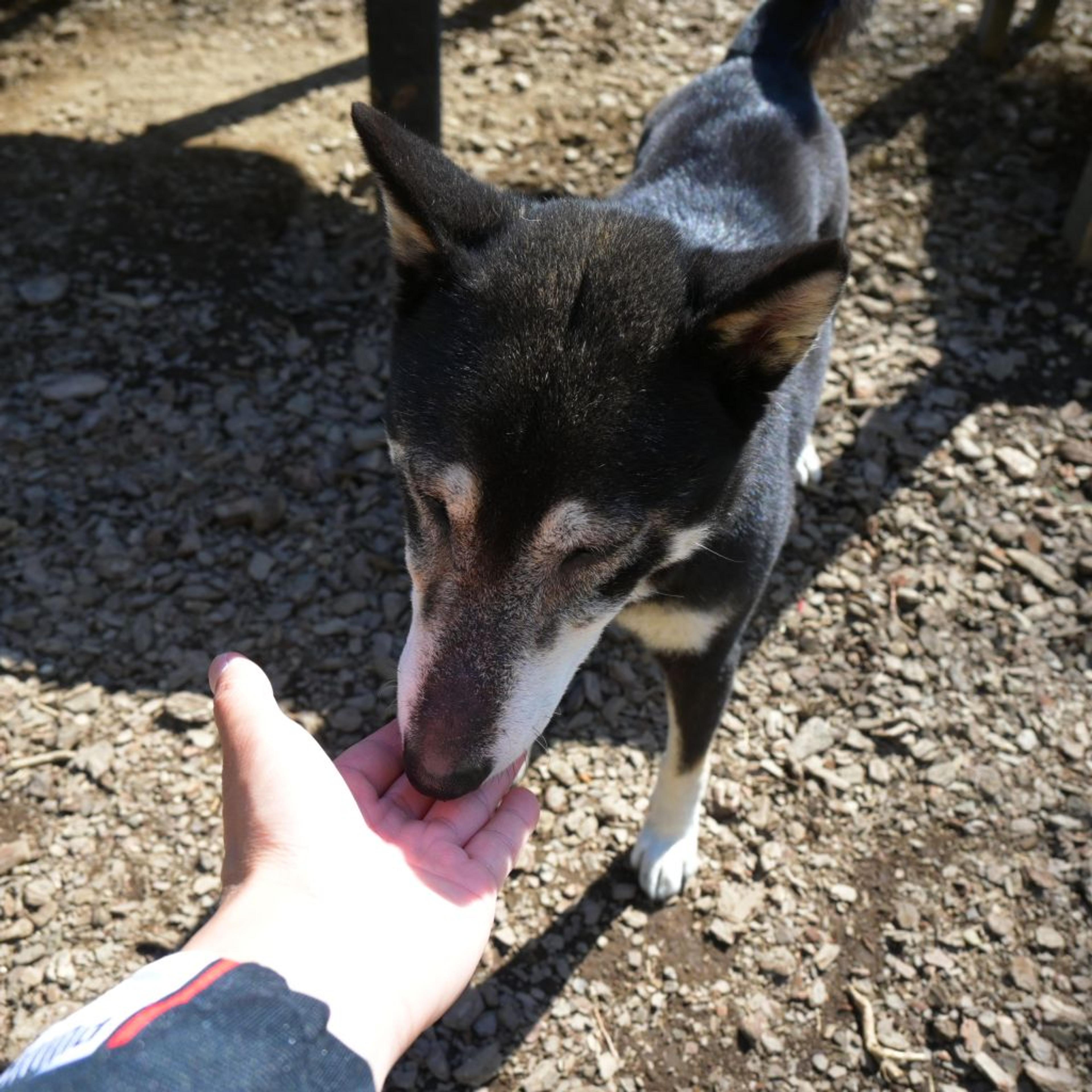 pet-image-6