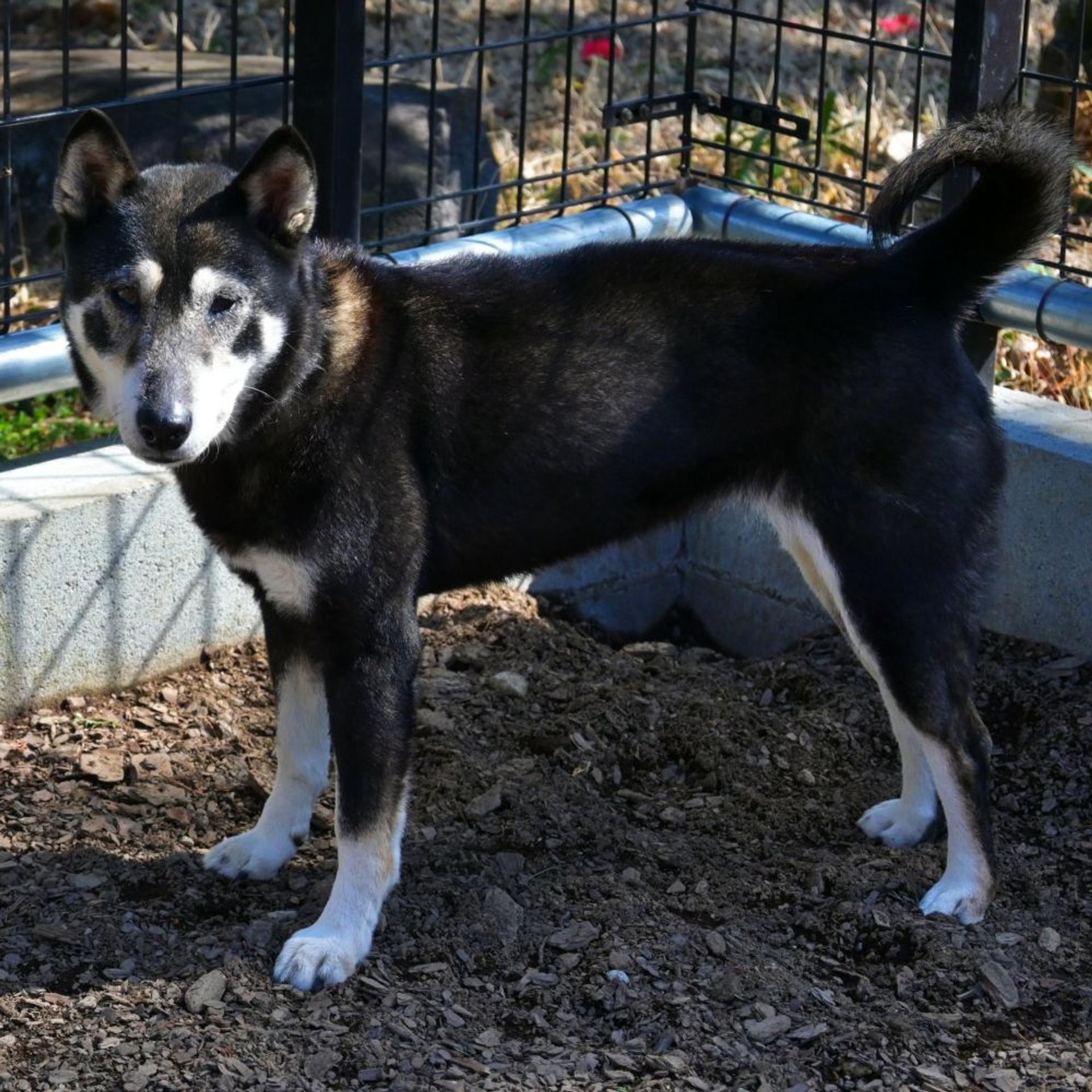 pet-image-8