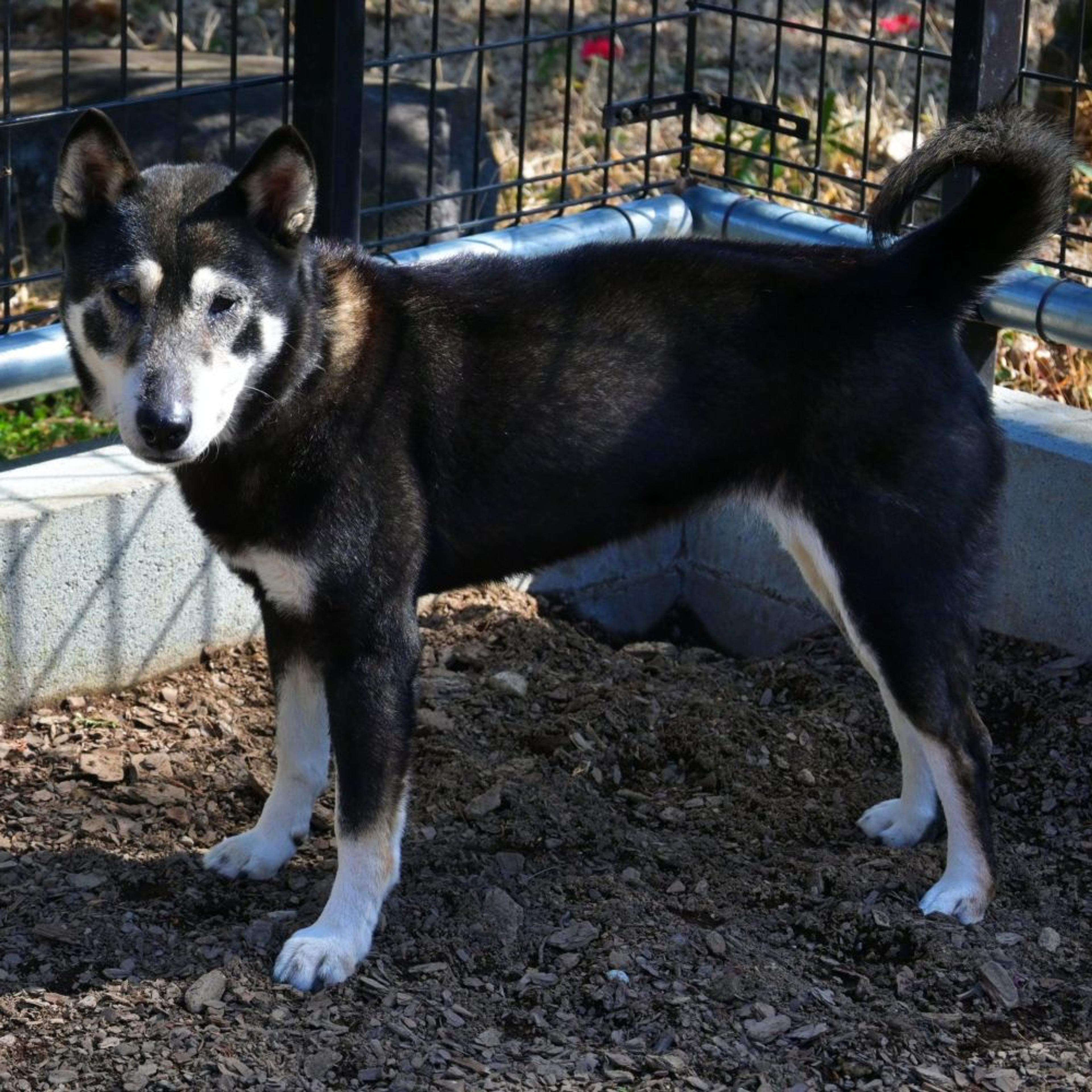pet-image-8