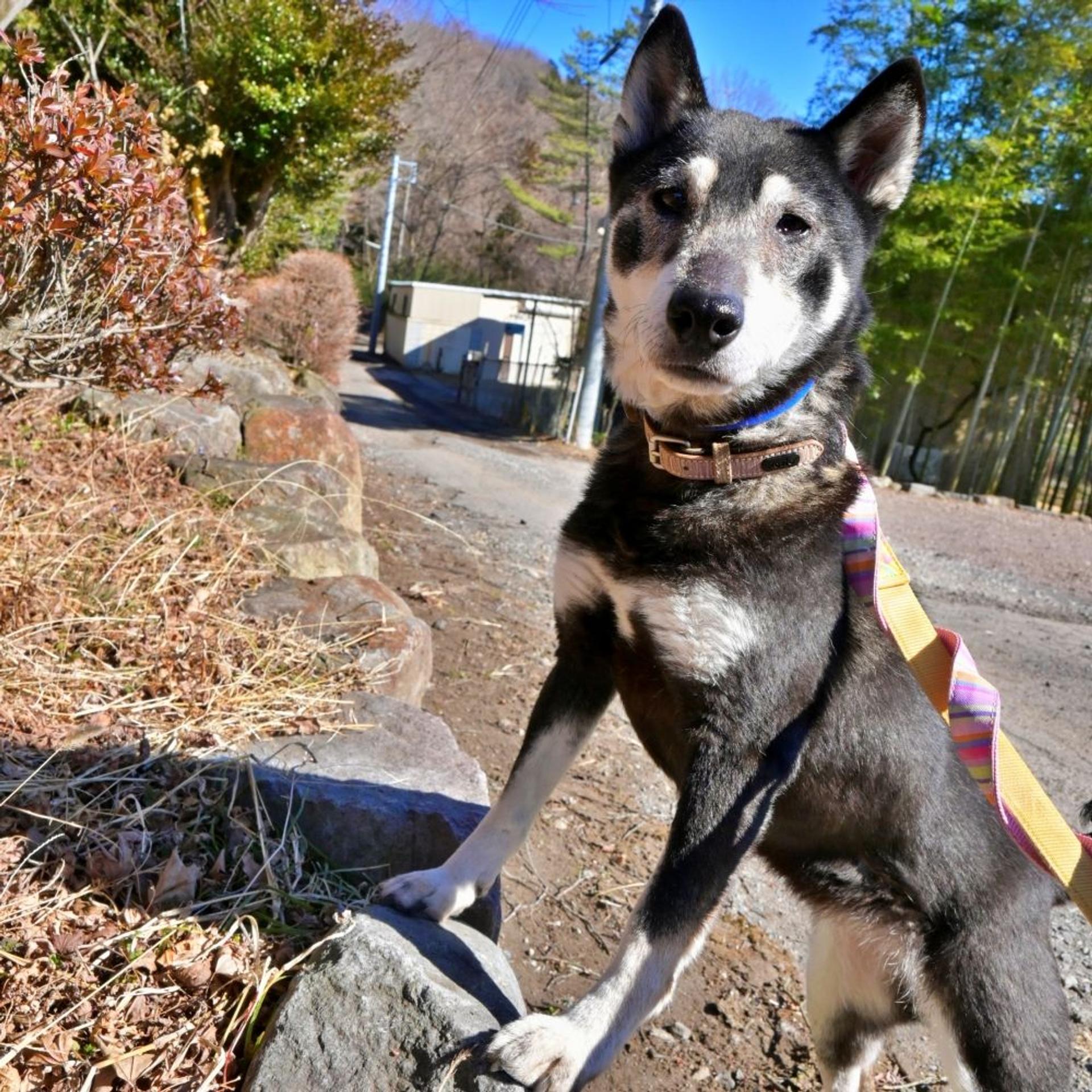 pet-image-9