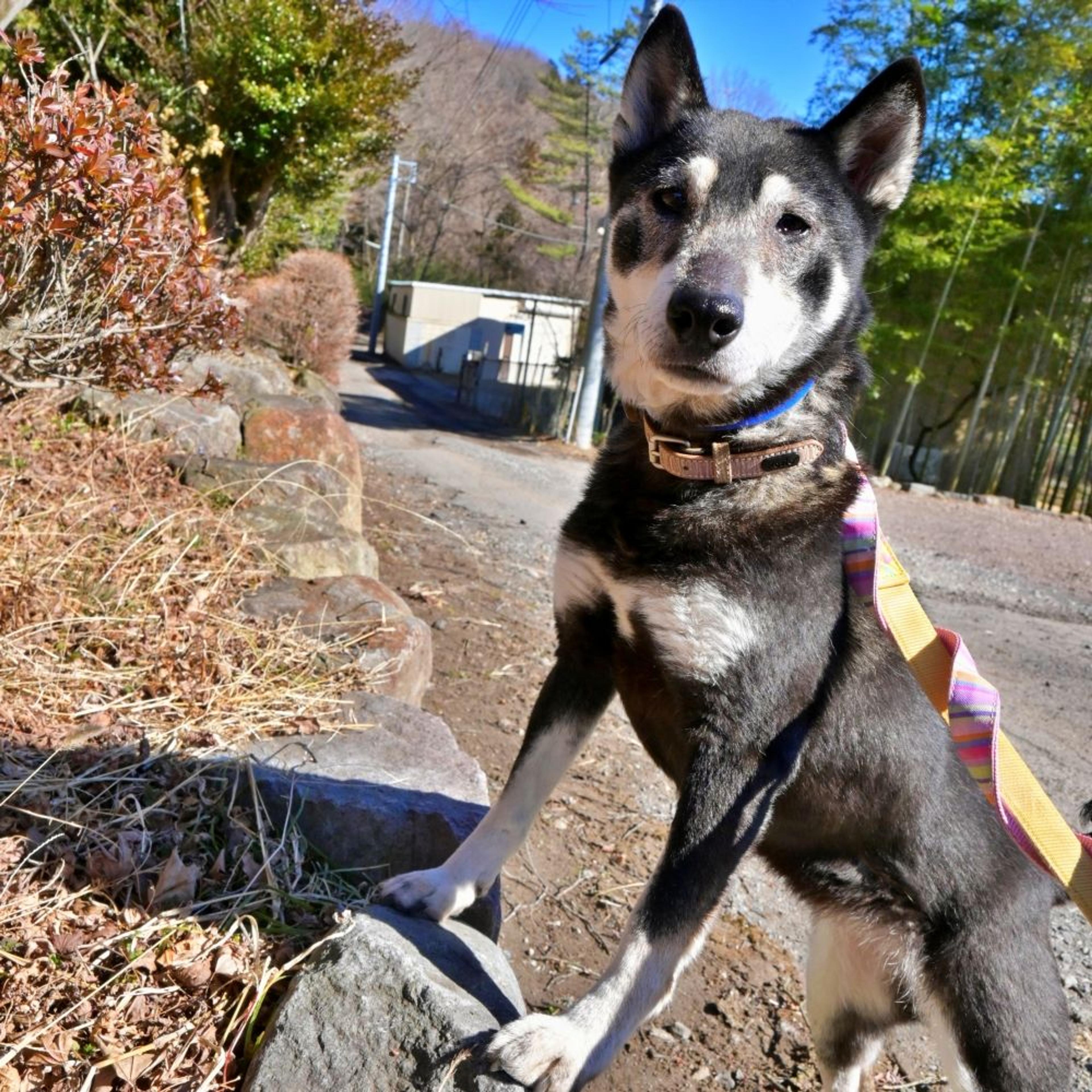 pet-image-9