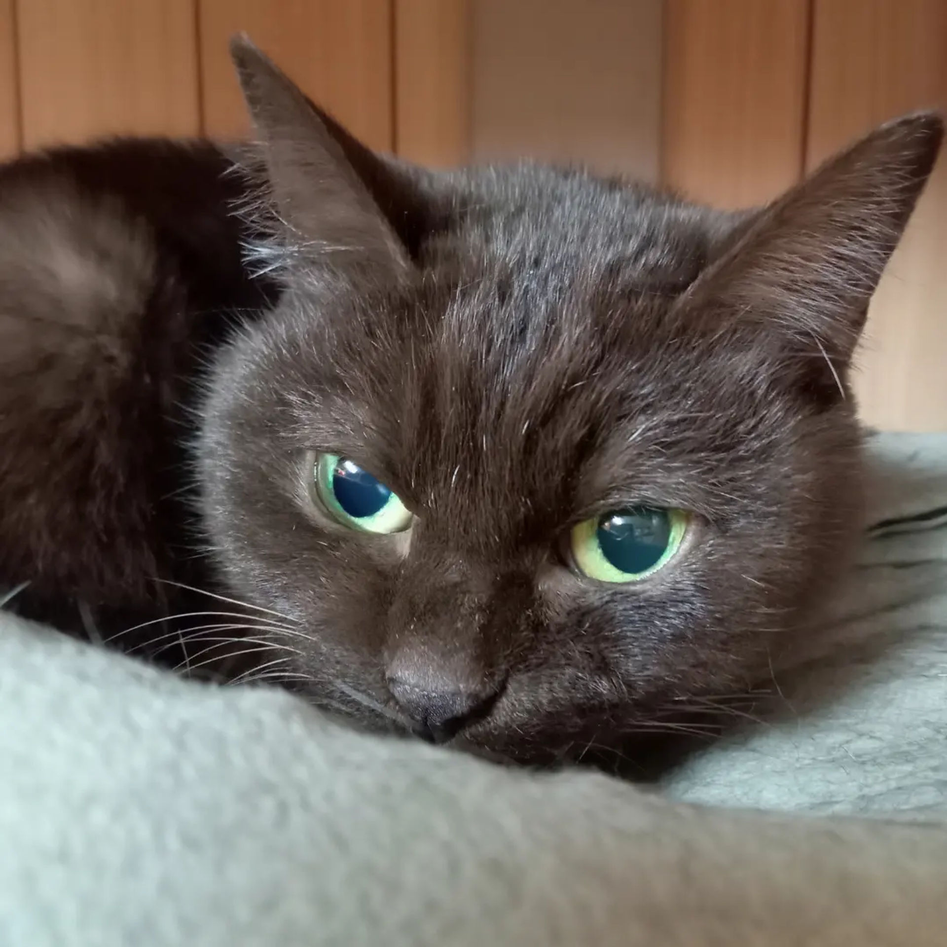雑種（ミックス猫）・メスの里親募集の写真