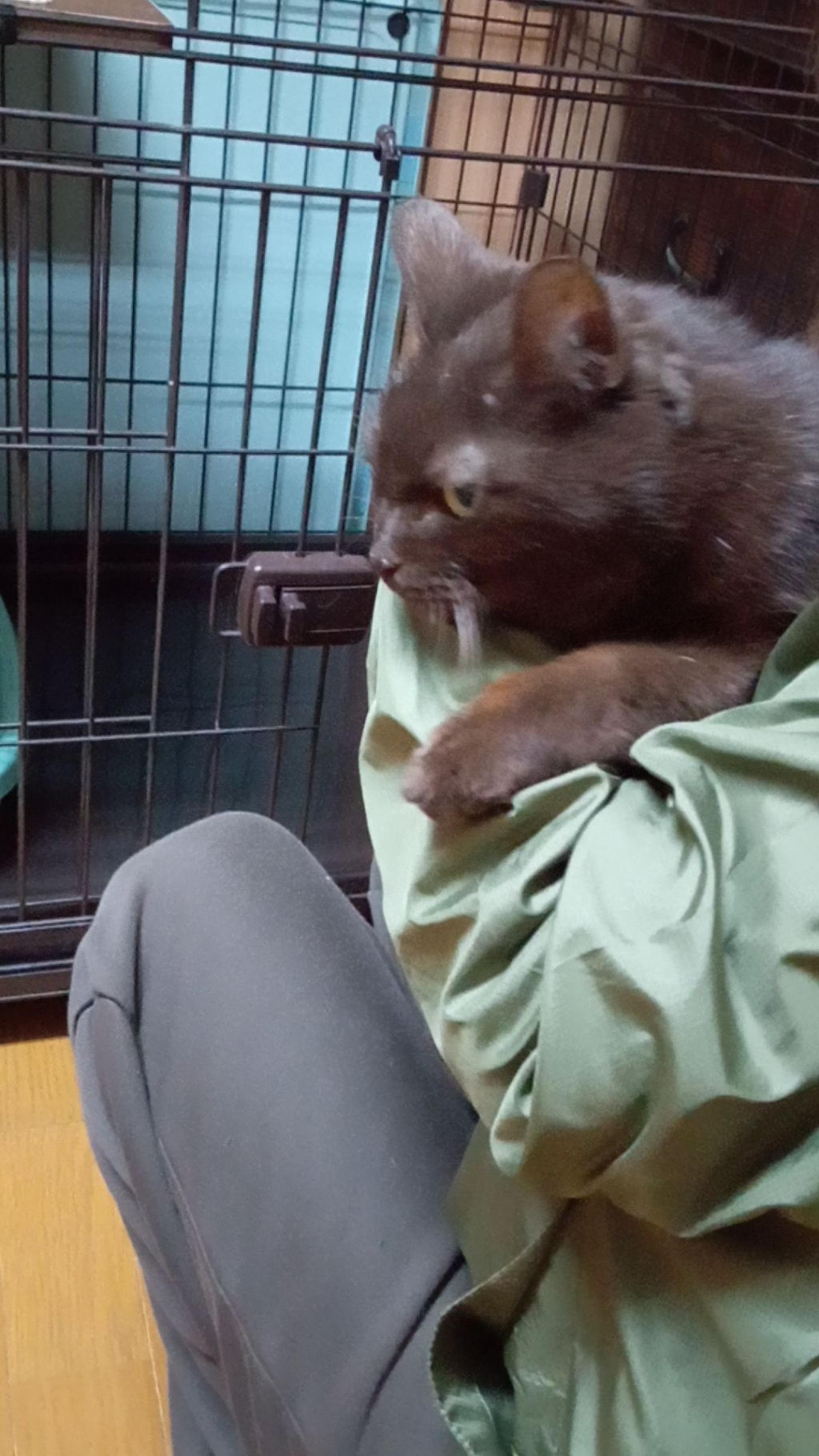pet-image-3
