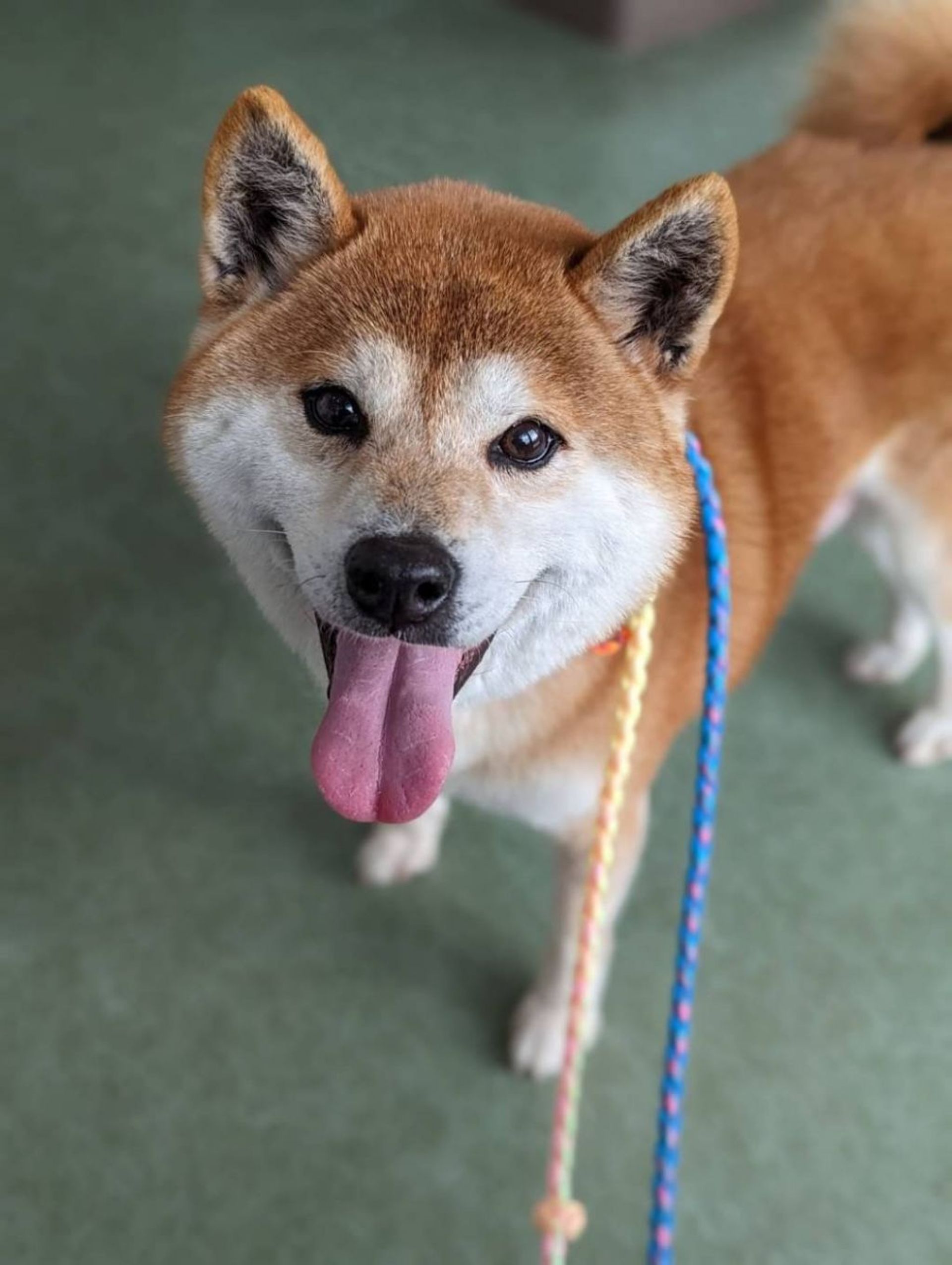 柴犬・メスの里親募集の写真