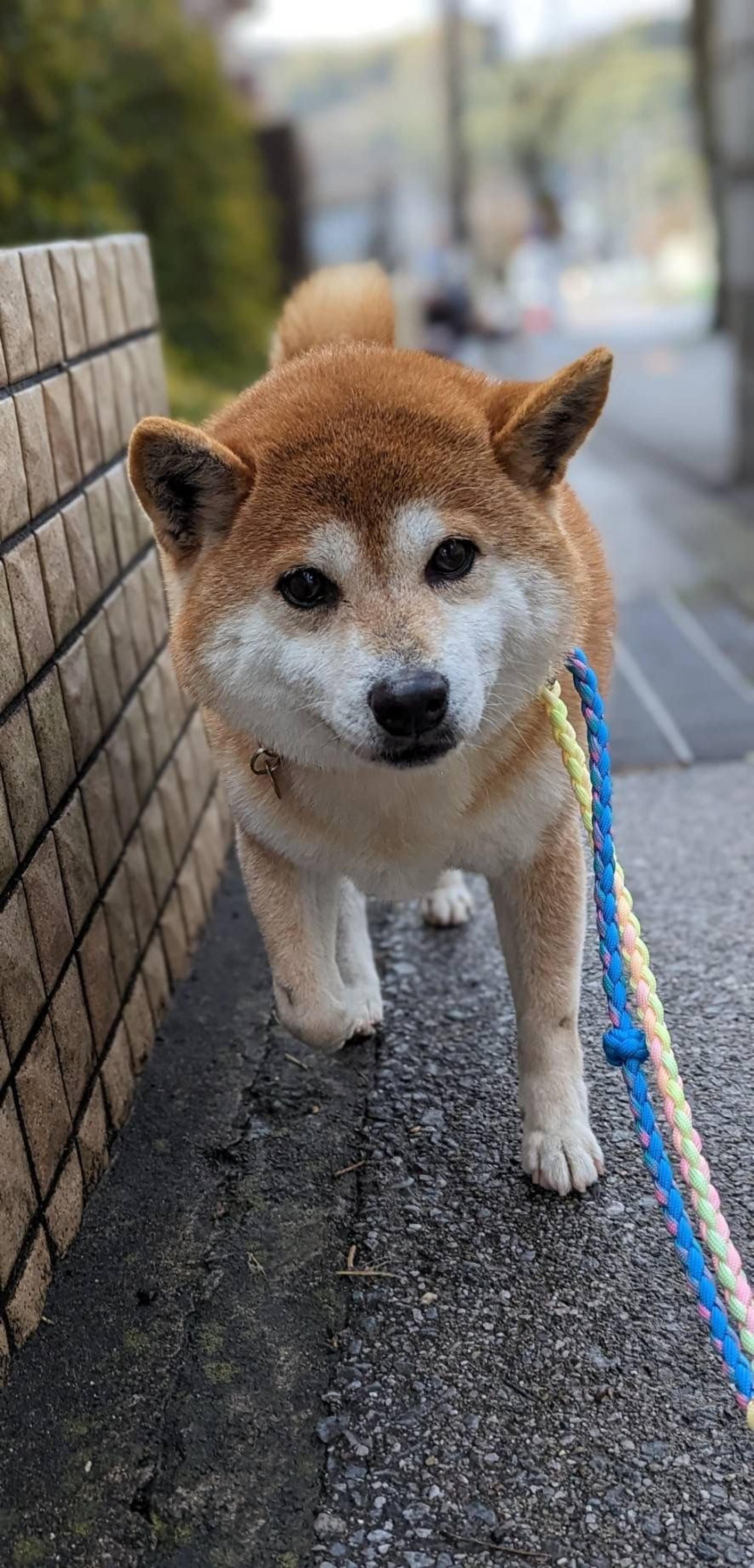pet-image-2