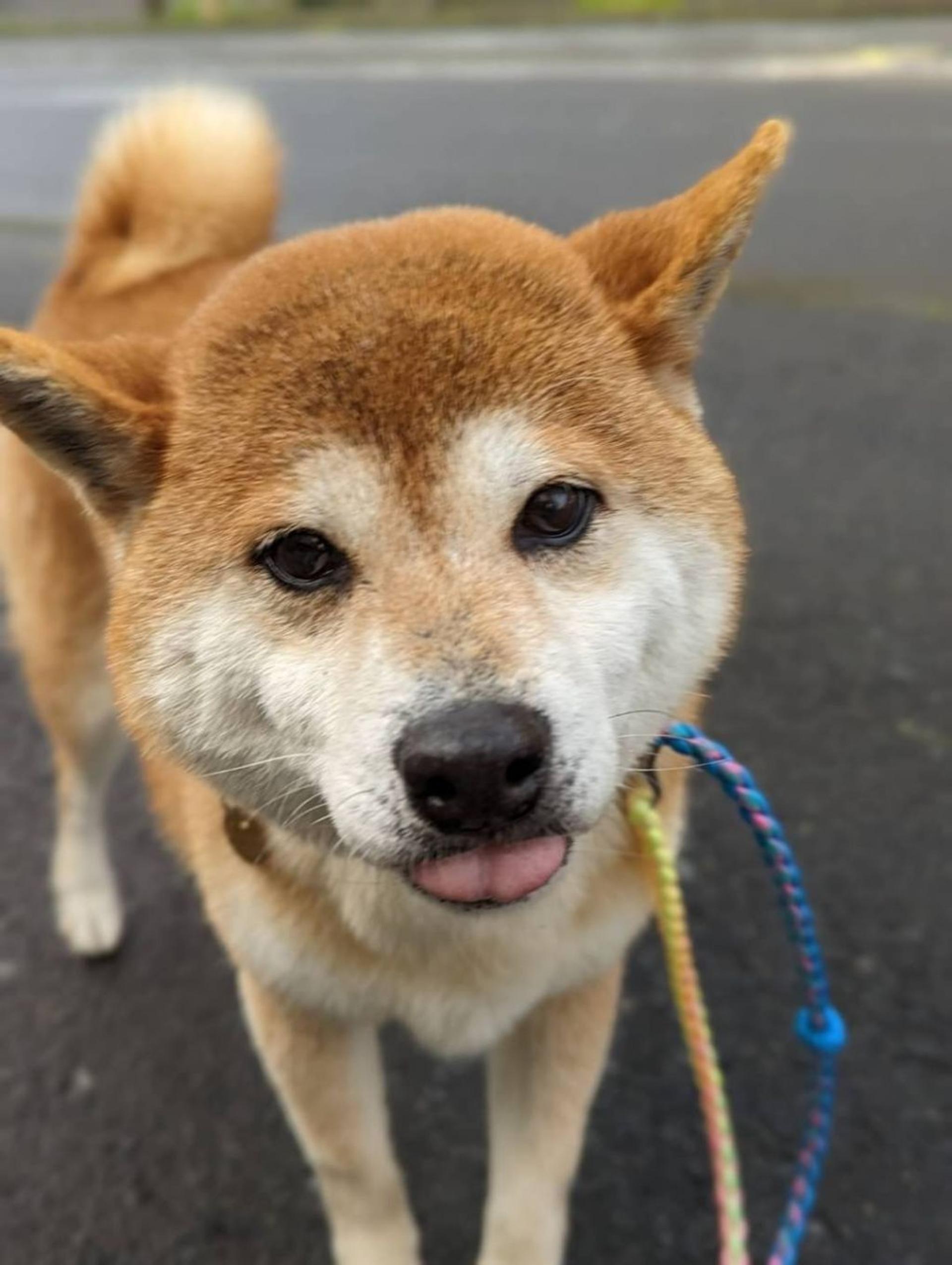 pet-image-3