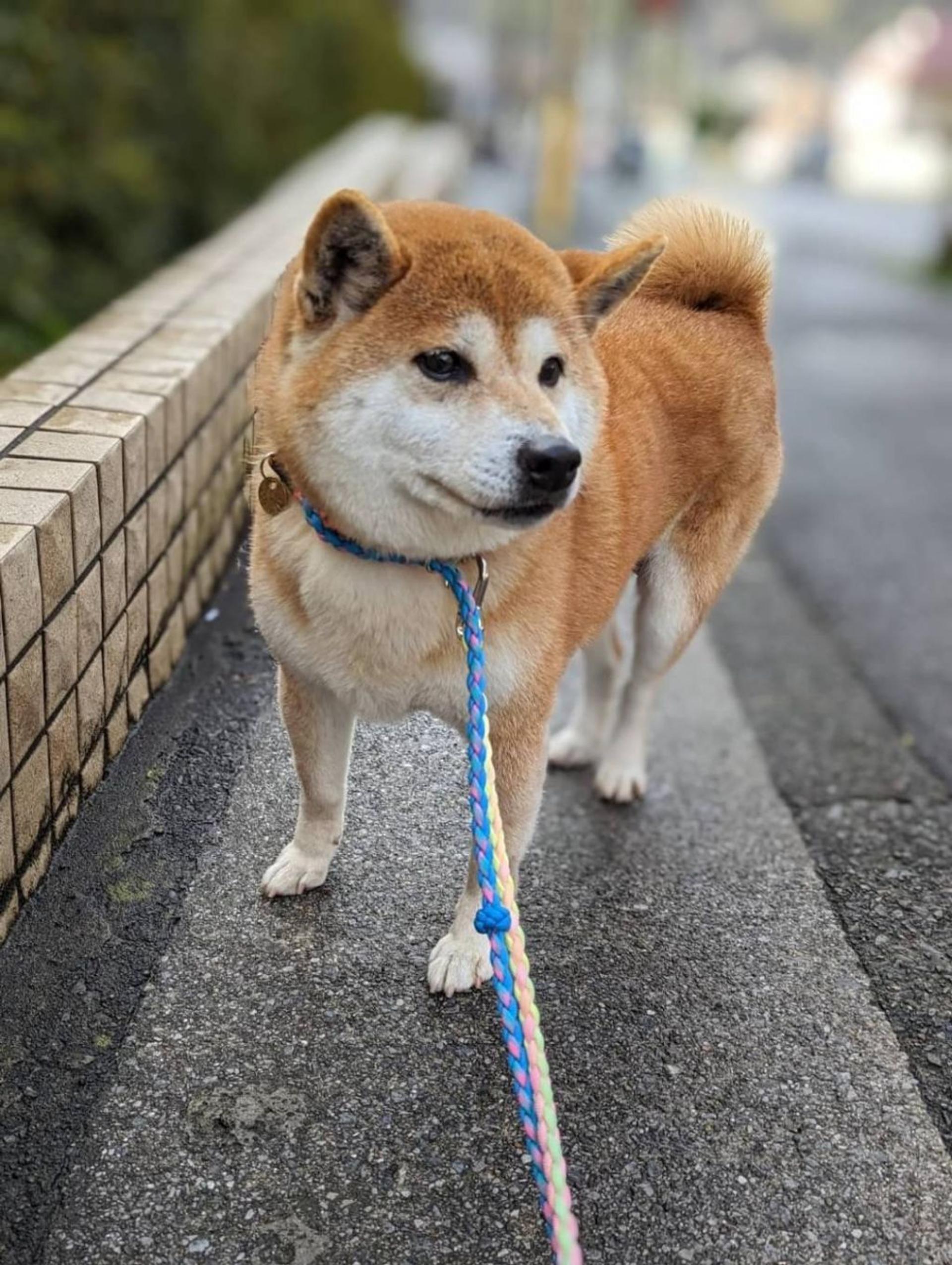 pet-image-4