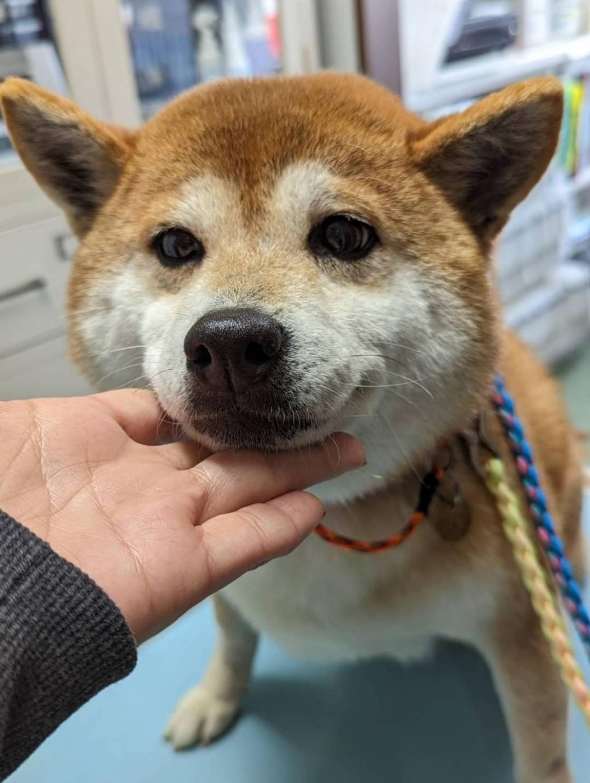 pet-image-5