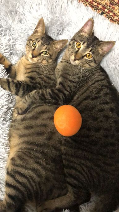 にゃおん&とと