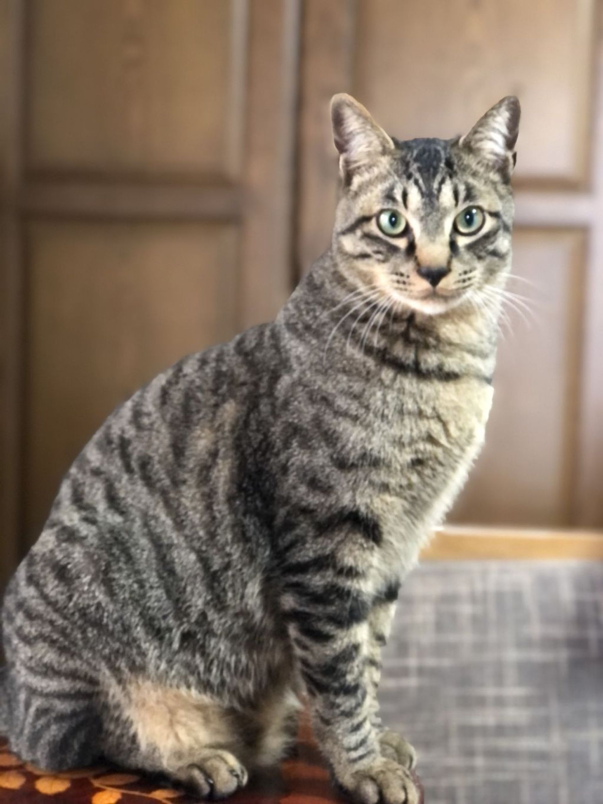 雑種（ミックス猫）・オスの里親募集の写真