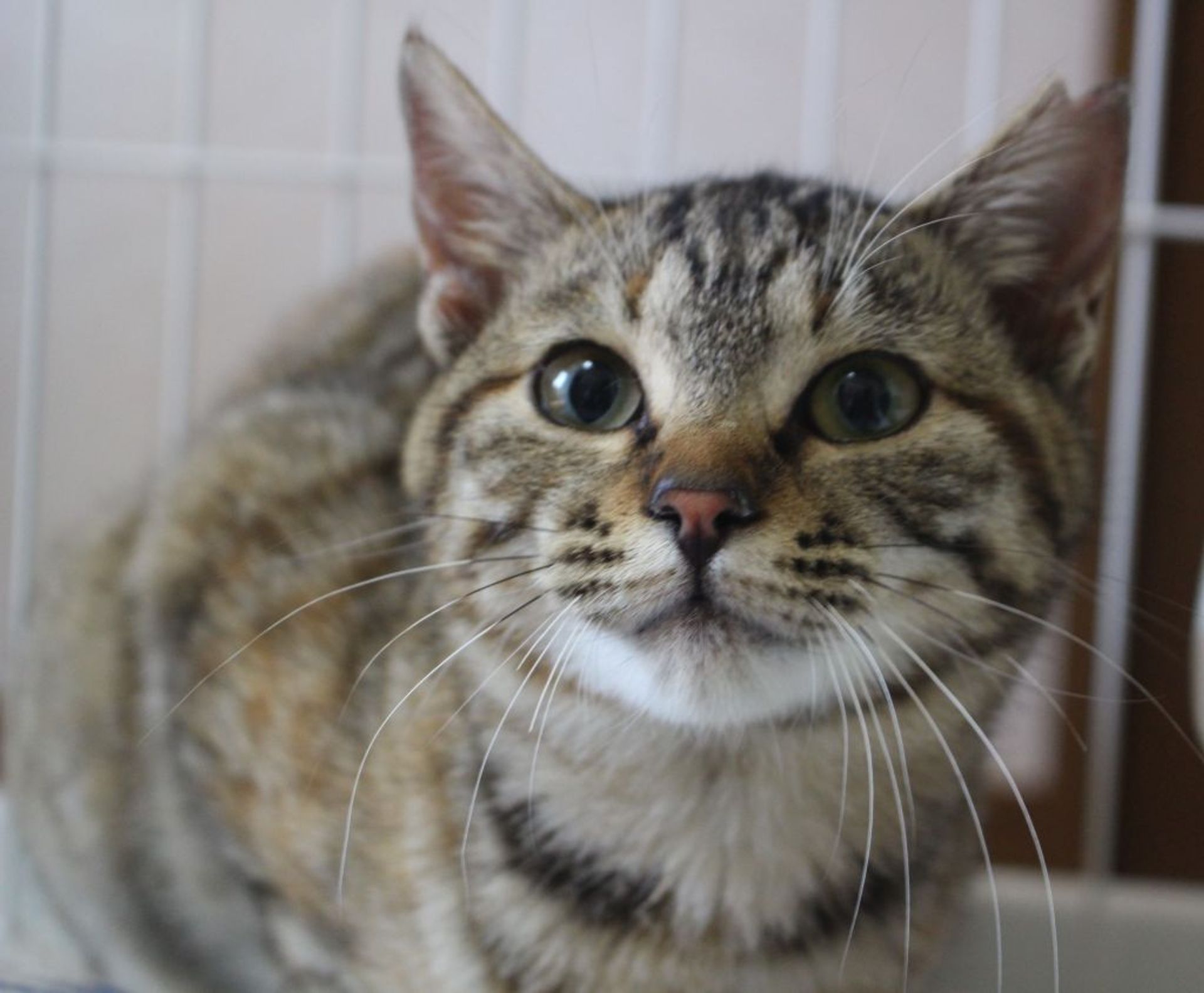 雑種（ミックス猫）・メスの里親募集の写真