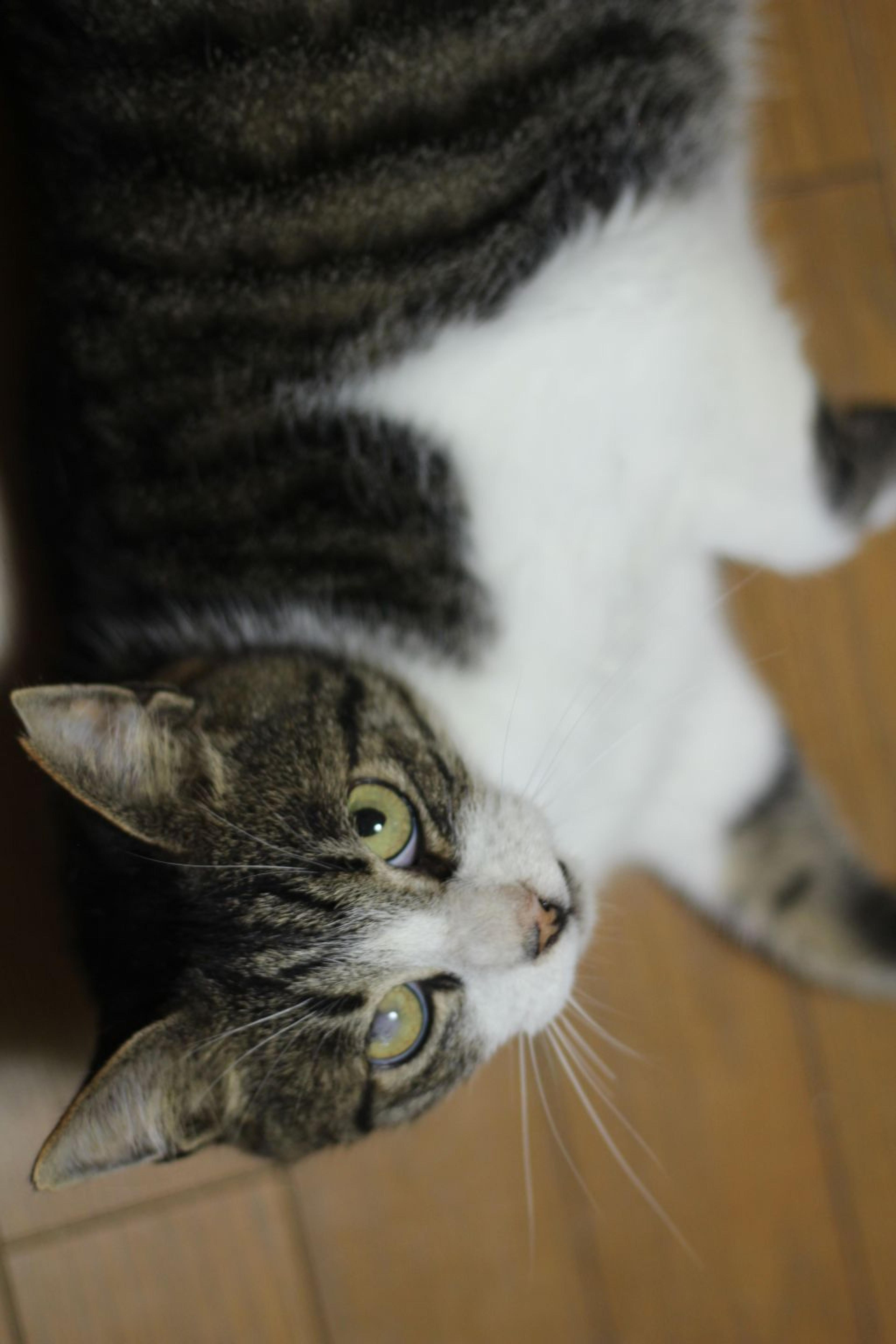 pet-image-3