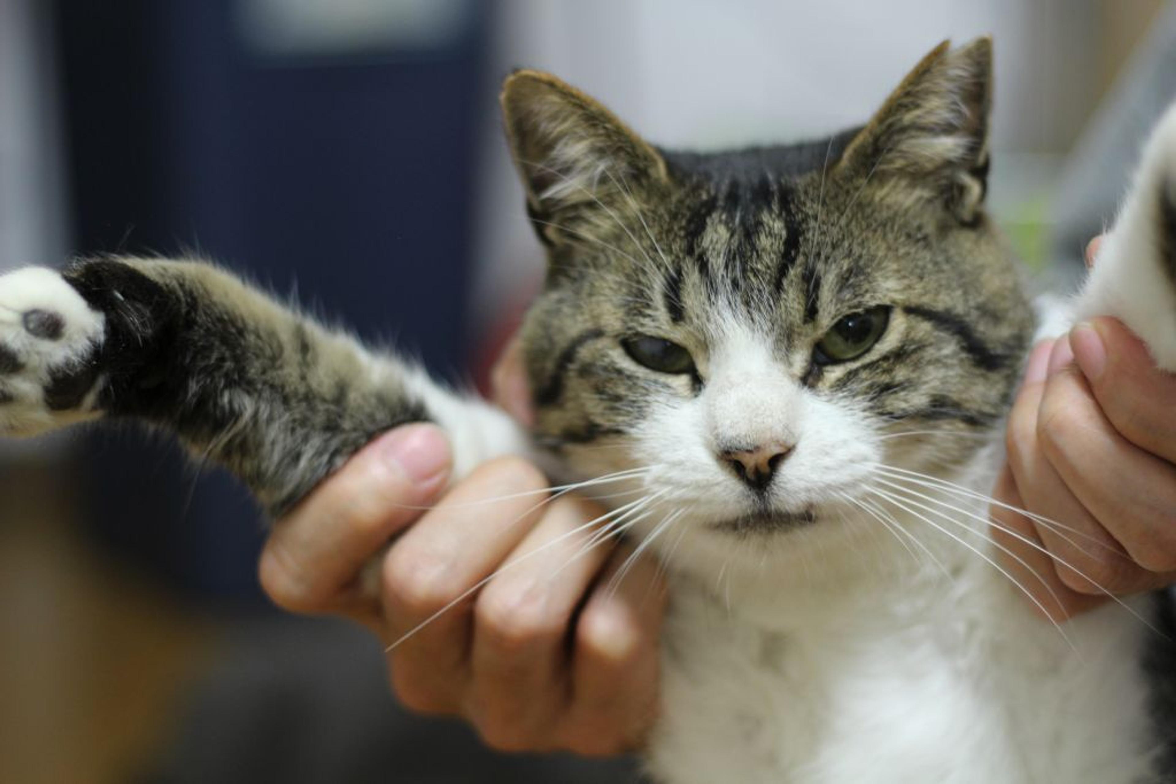 pet-image-4