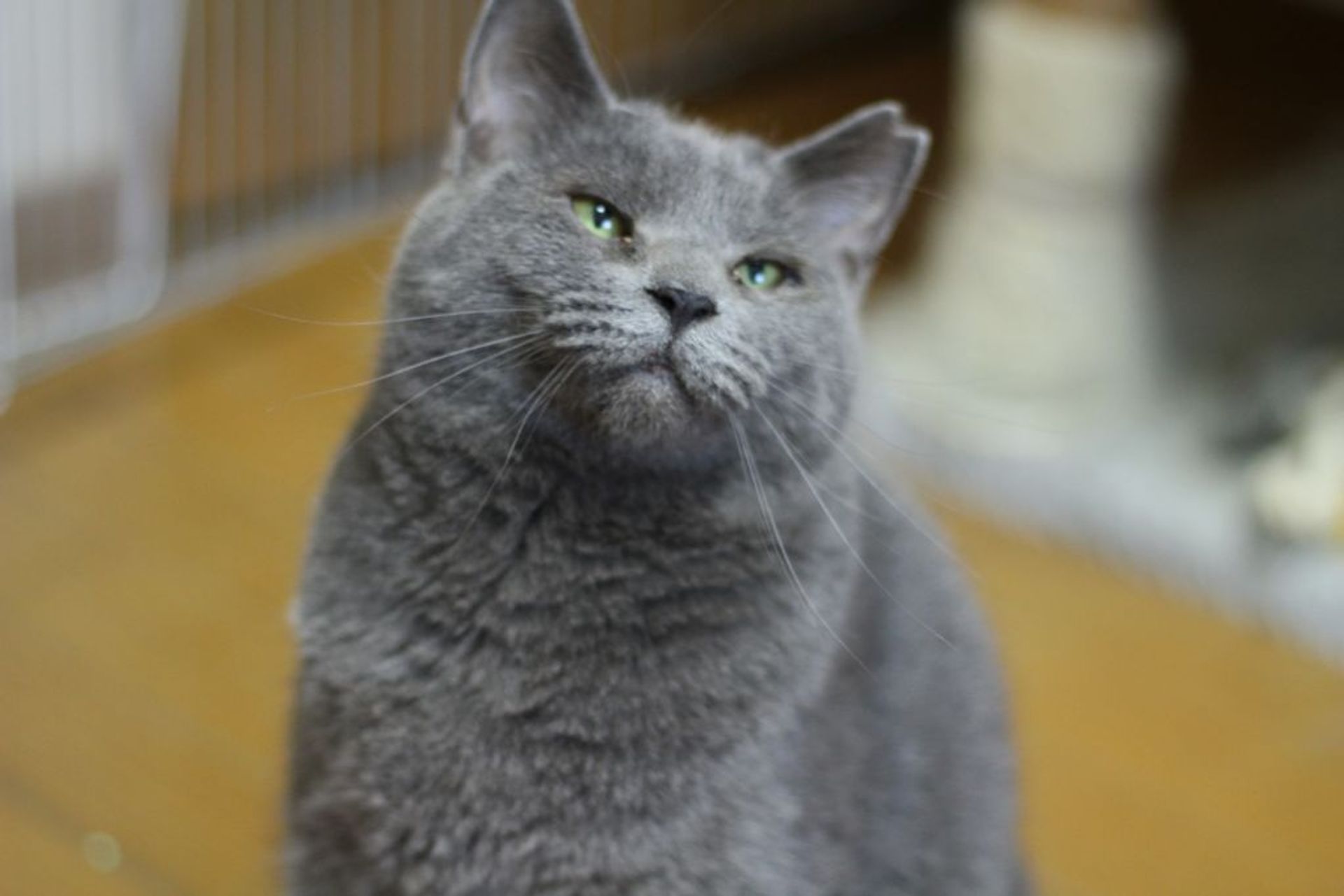 雑種（ミックス猫）・メスの里親募集の写真