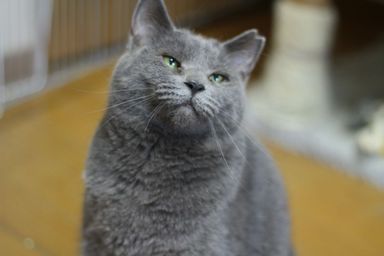 スージースー