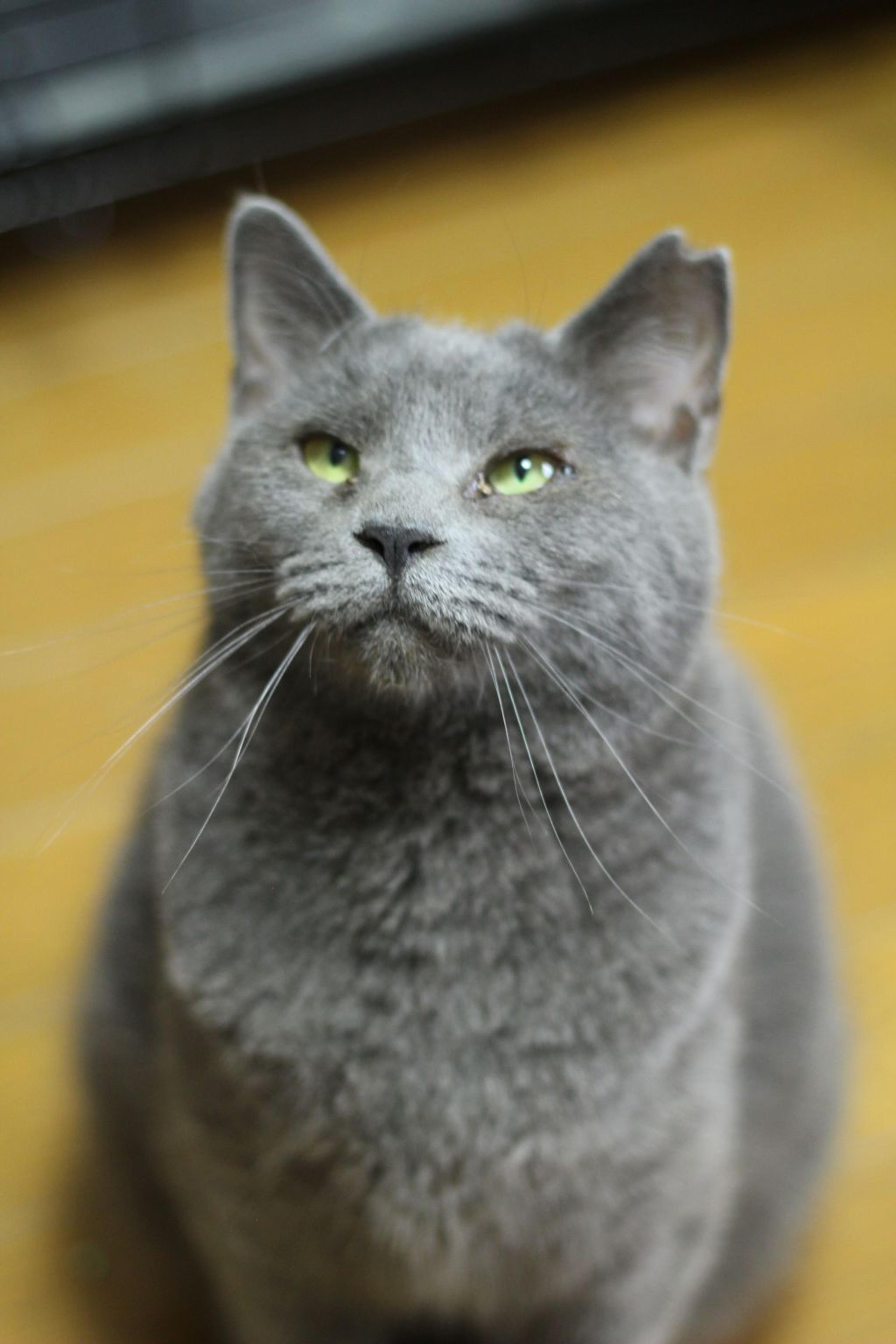 pet-image-2
