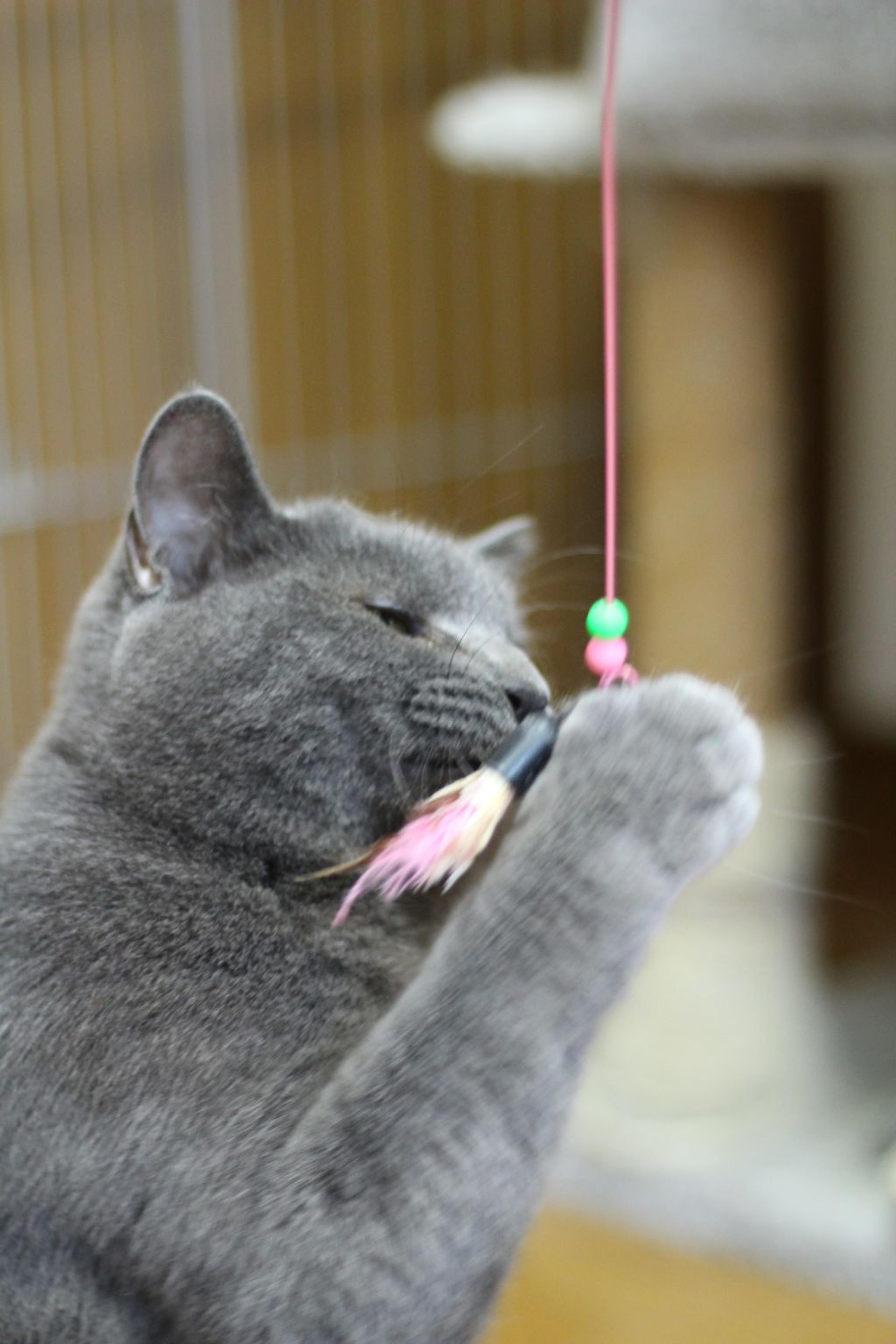 pet-image-4