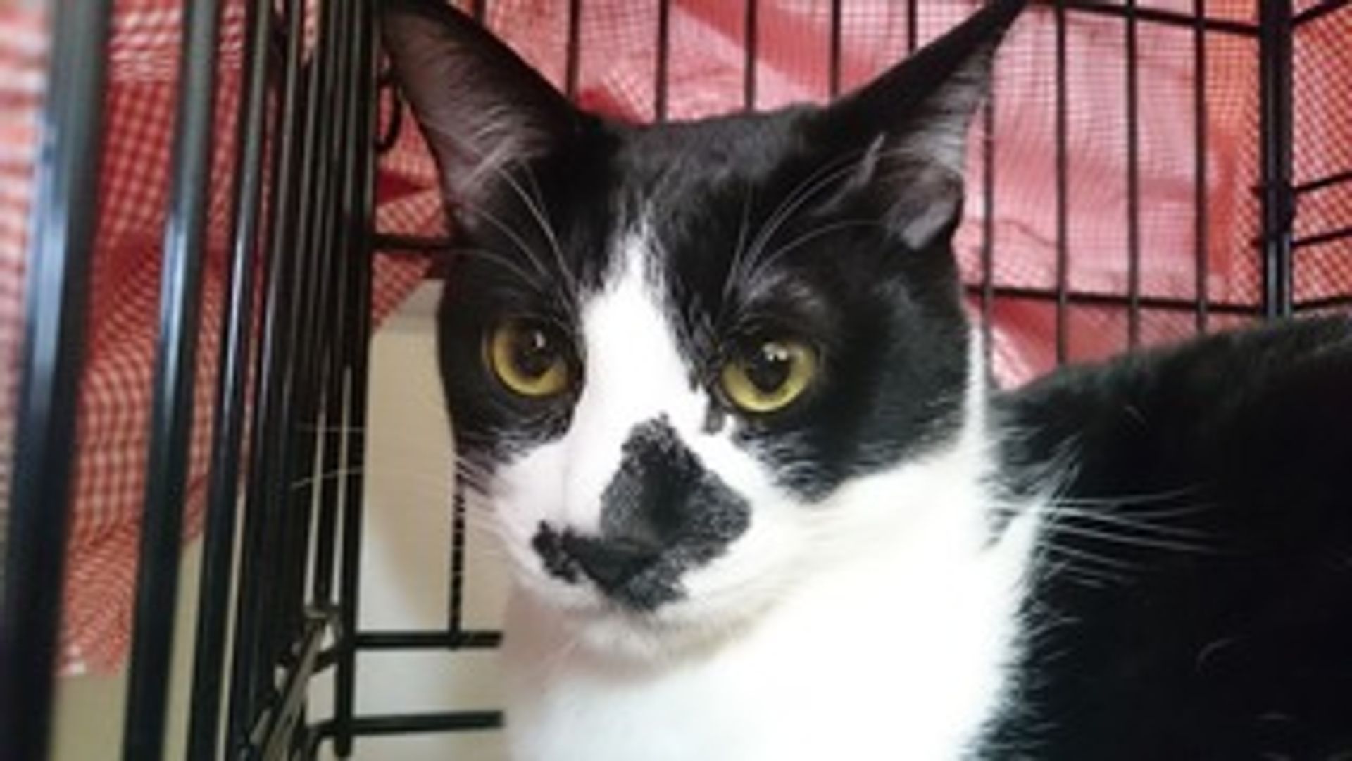 雑種（ミックス猫）・オスの里親募集の写真