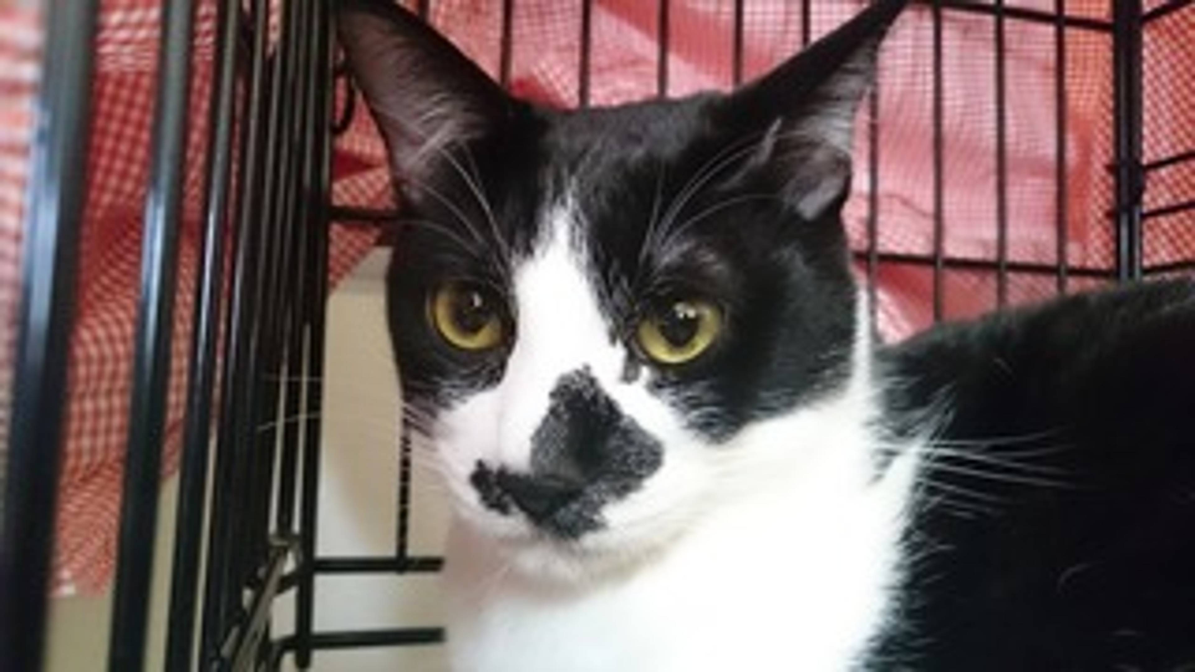 雑種（ミックス猫）・オスの里親募集の写真
