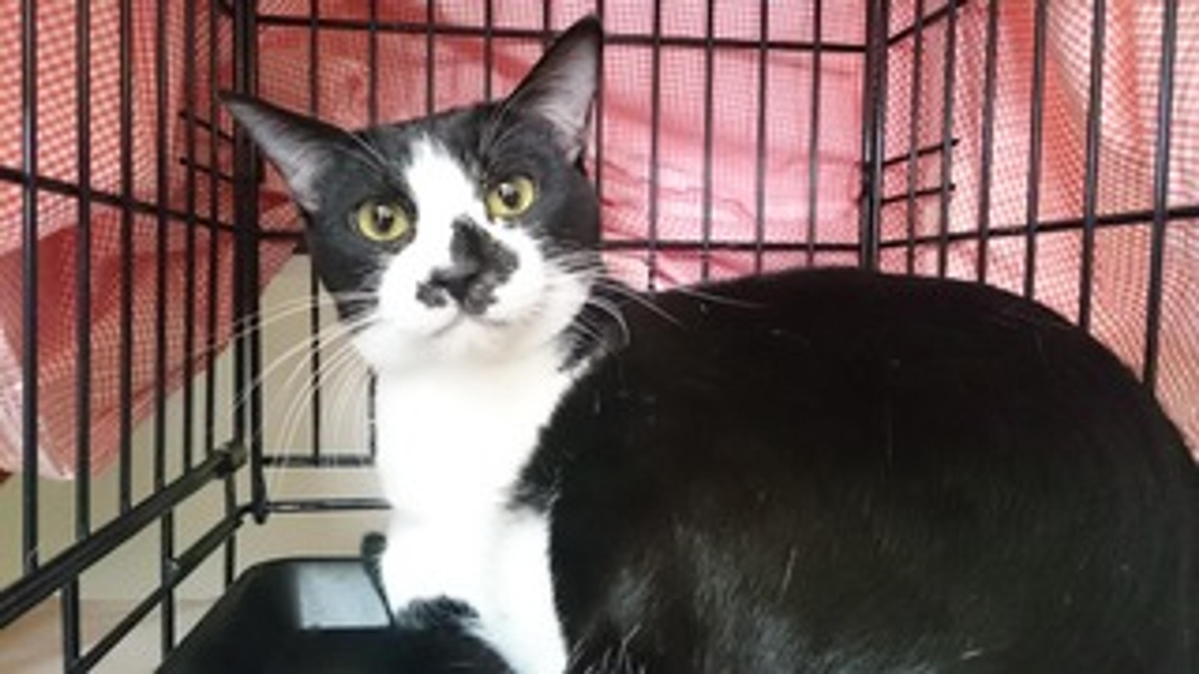 pet-image-2