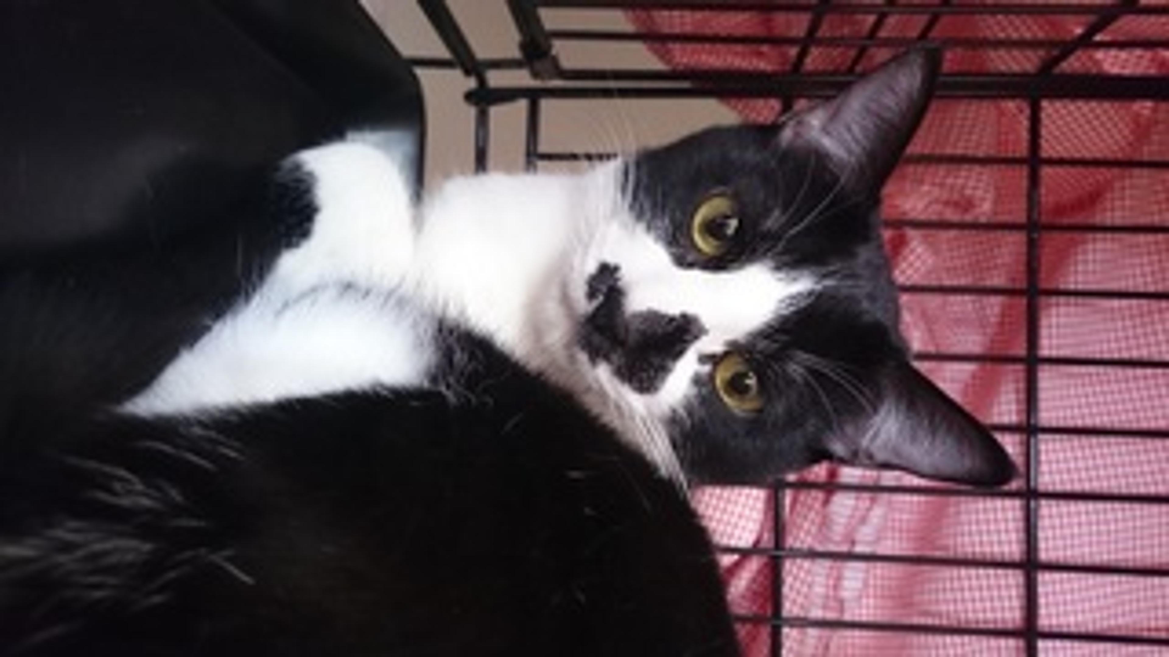pet-image-3