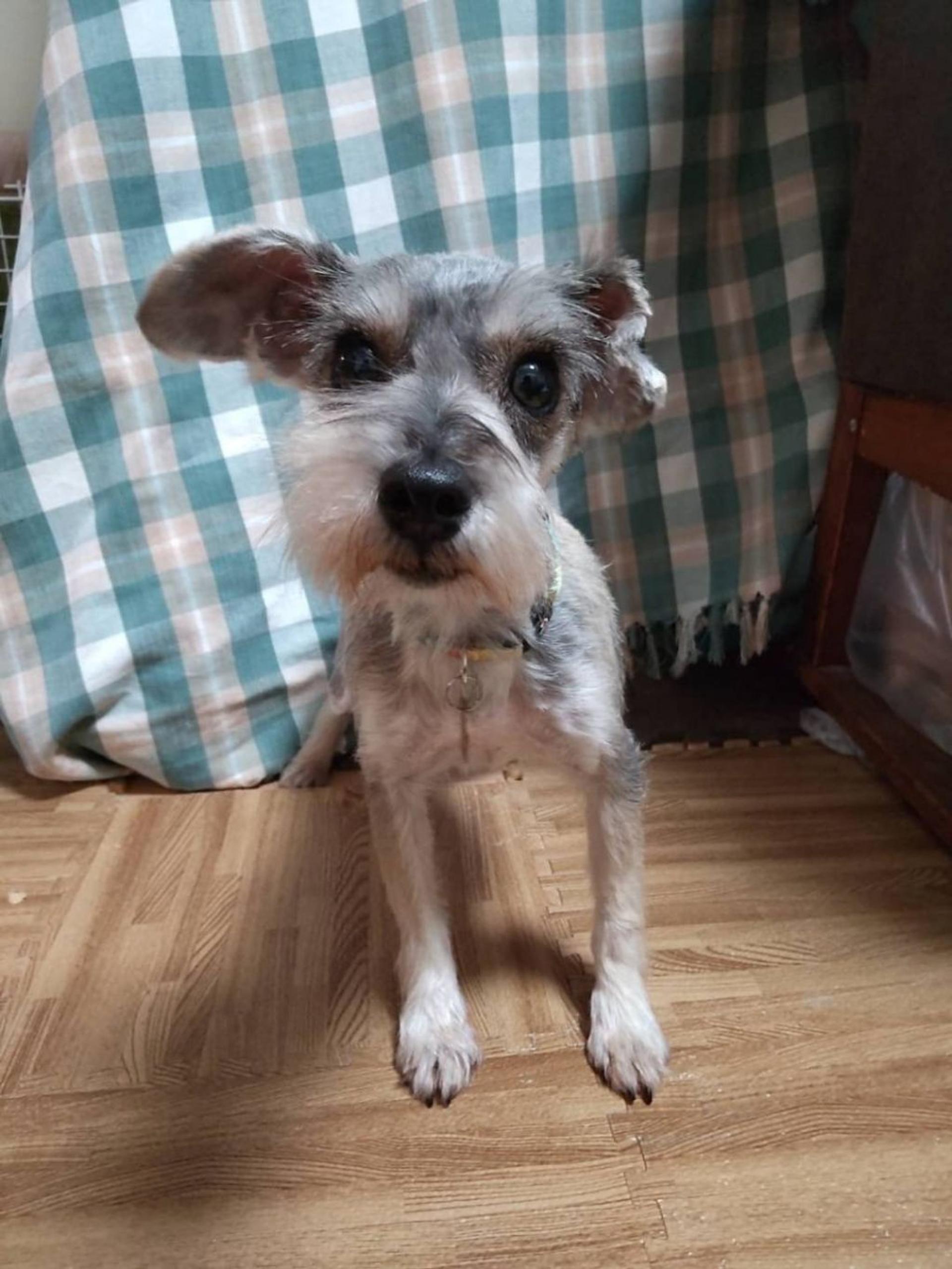 pet-image-4