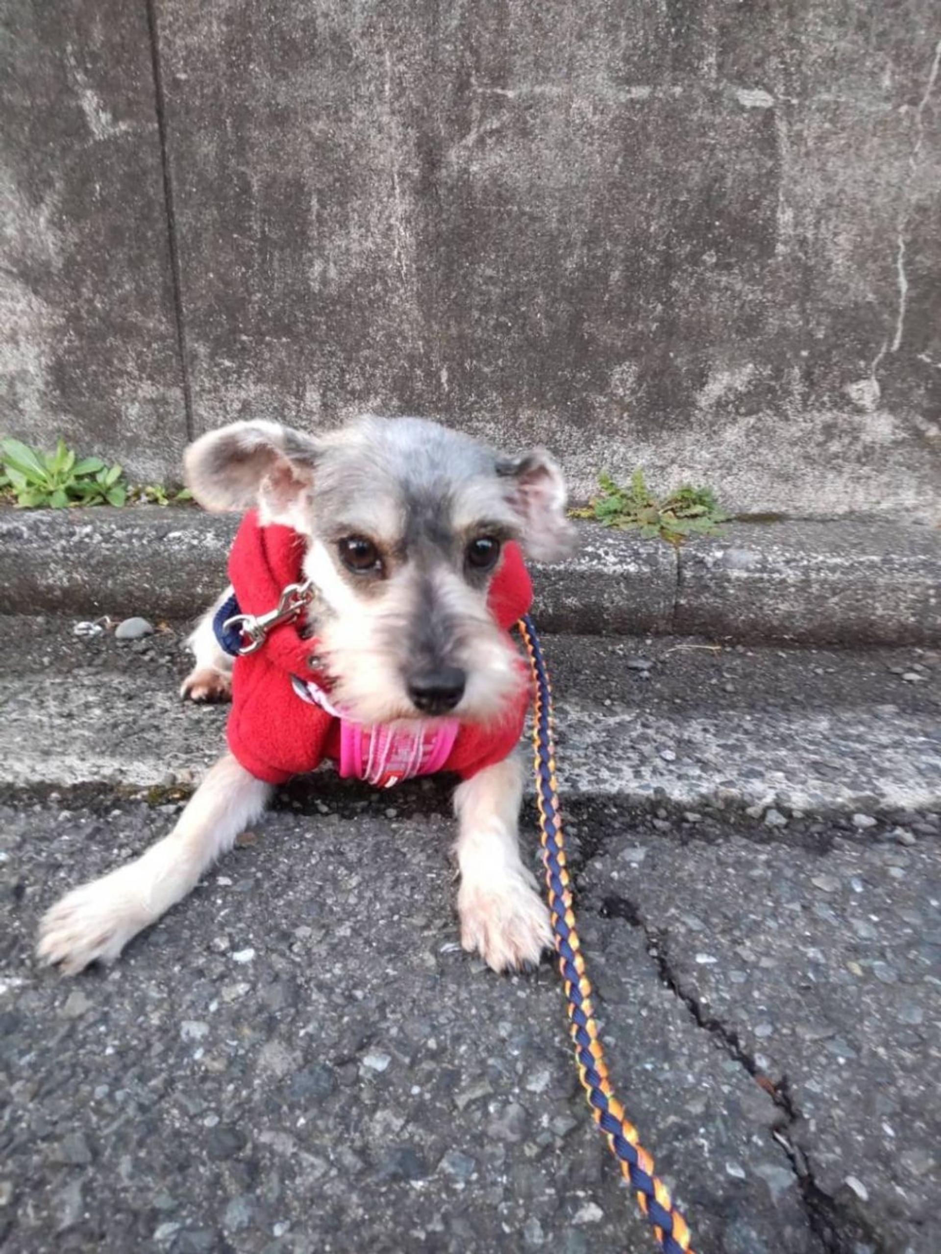 pet-image-5