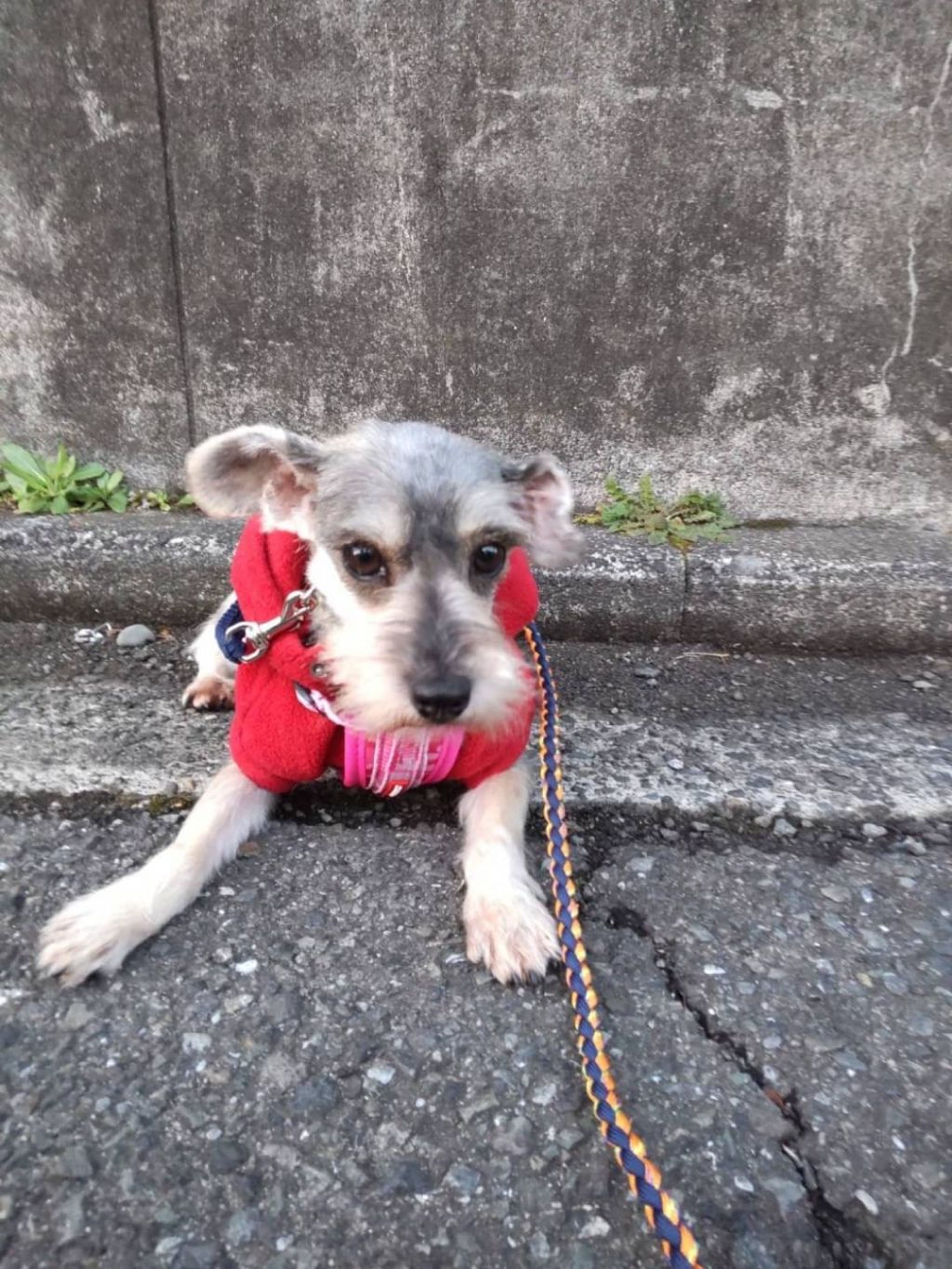pet-image-5