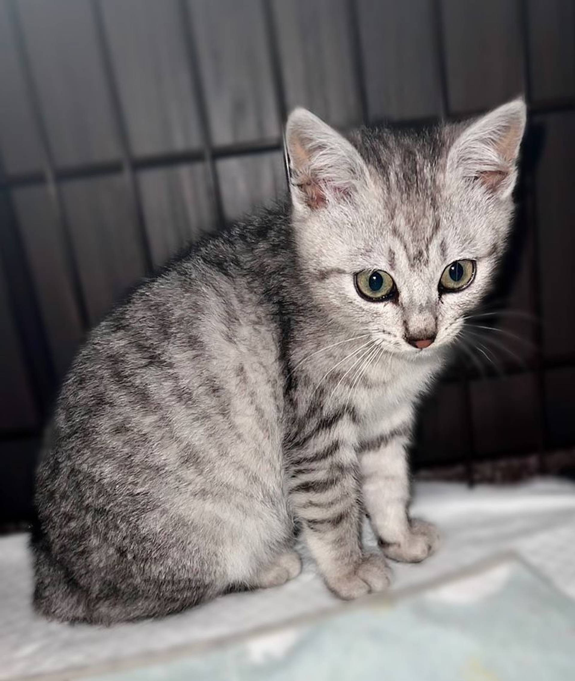 雑種（ミックス猫）・オスの里親募集の写真