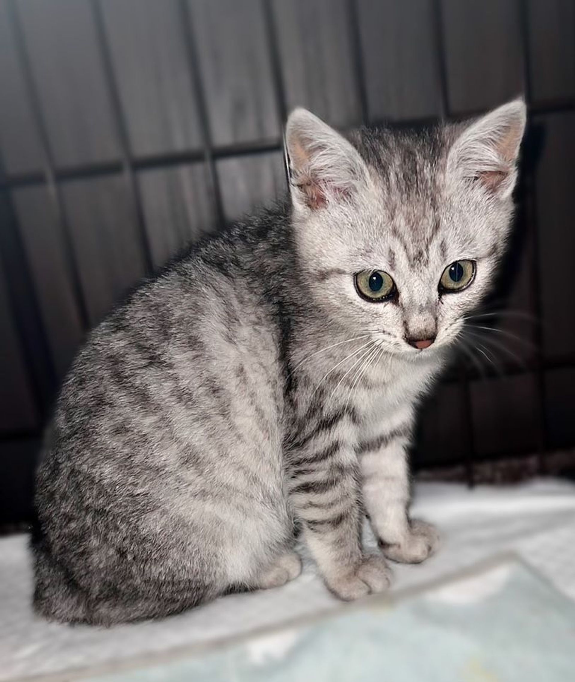 雑種（ミックス猫）・オスの里親募集の写真