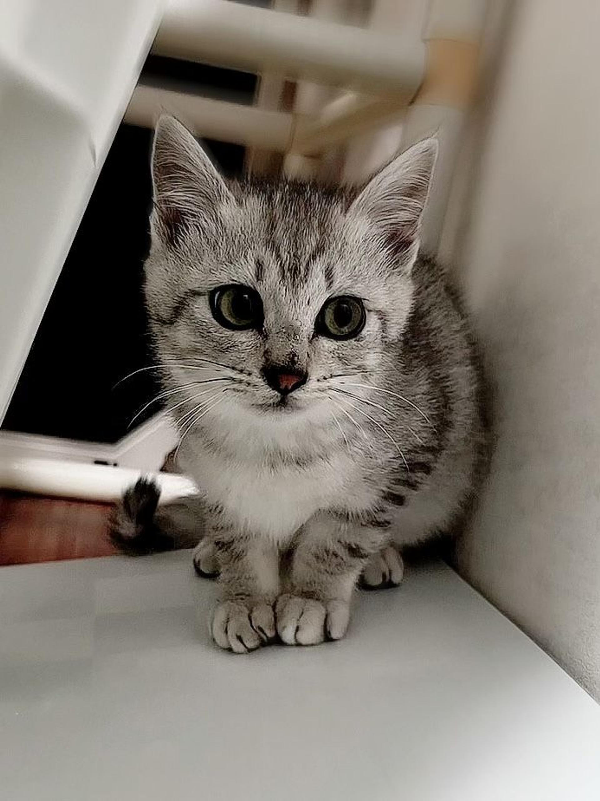 pet-image-2
