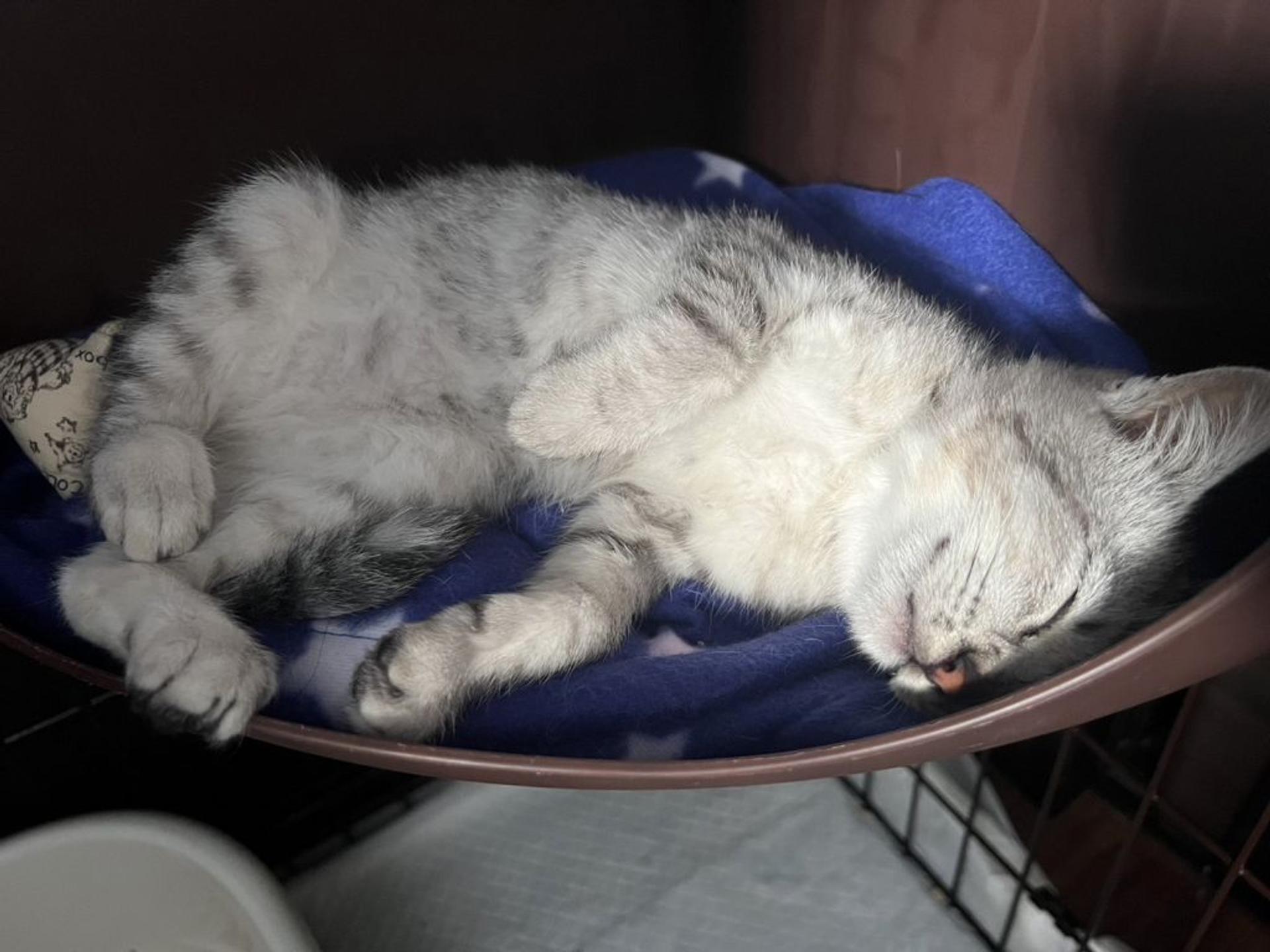 pet-image-3