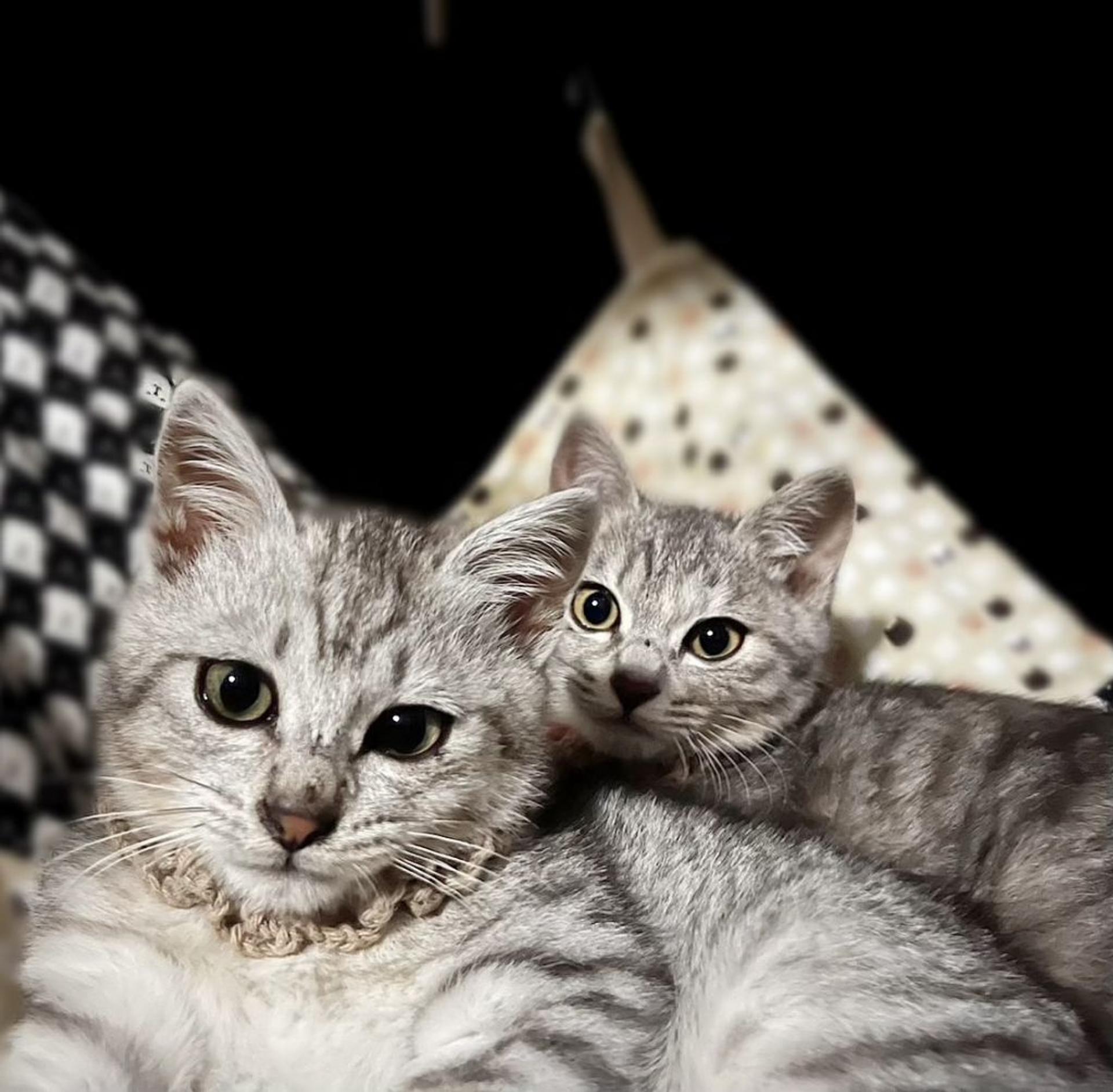 pet-image-5