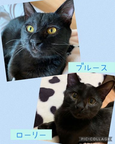 ブルース♡ローリー