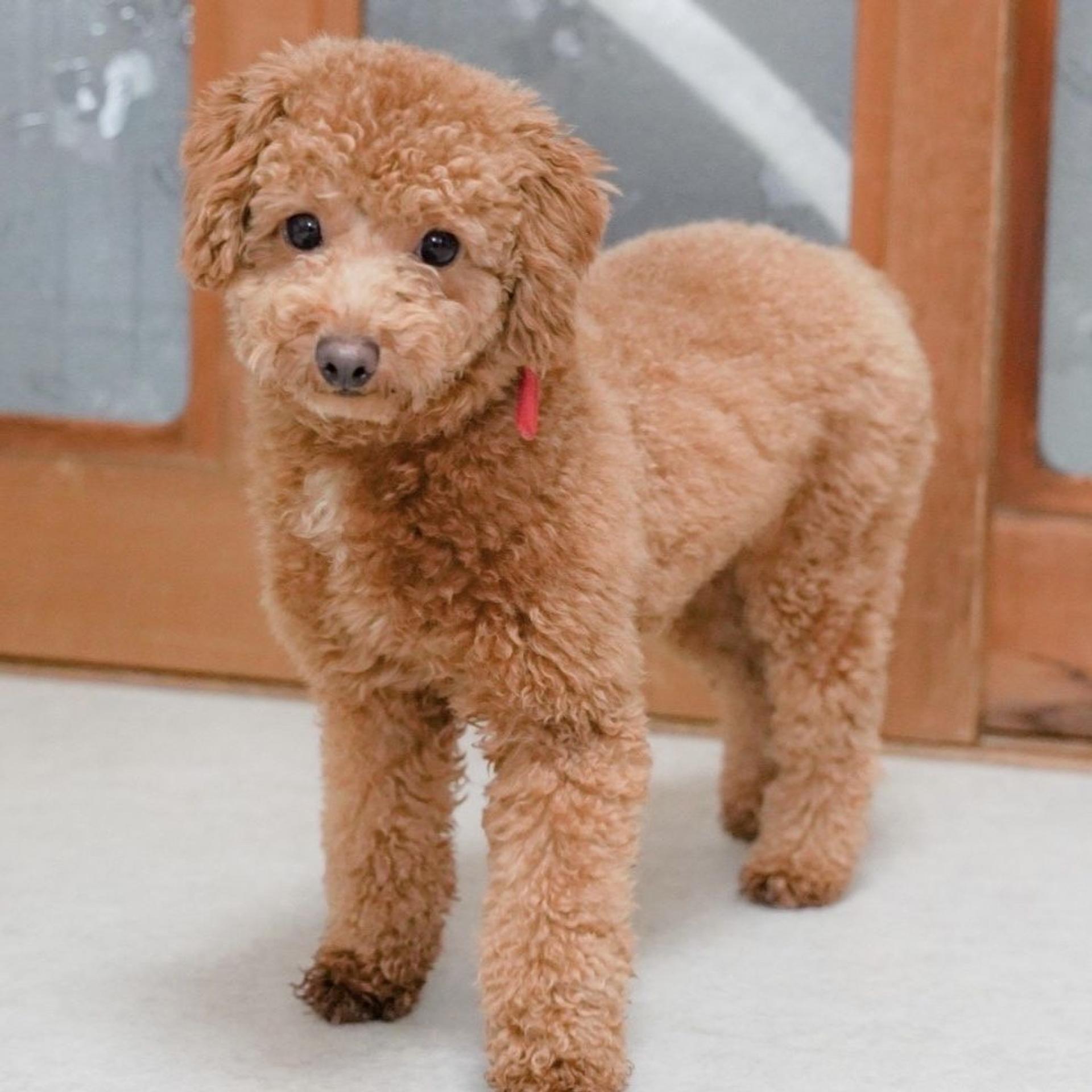 pet-image-3