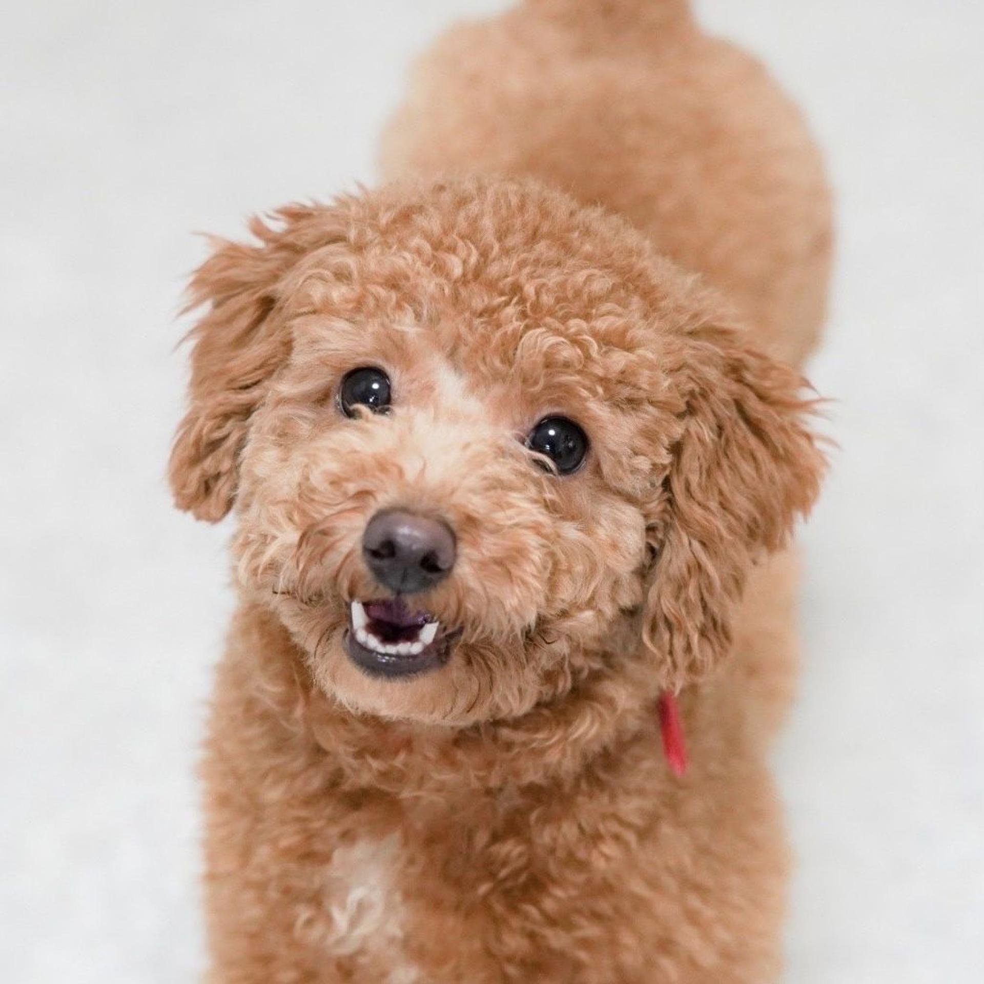 pet-image-4