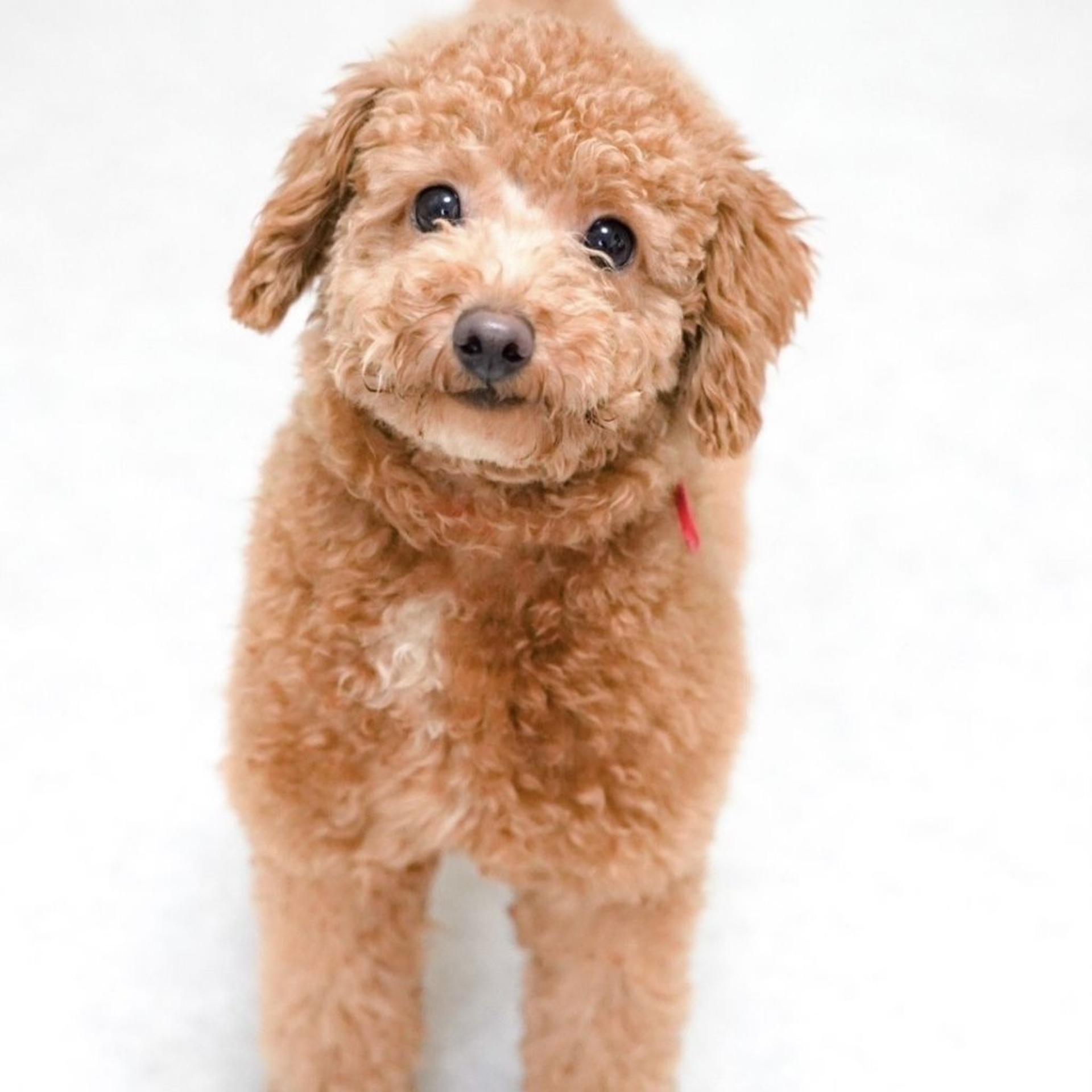 pet-image-5