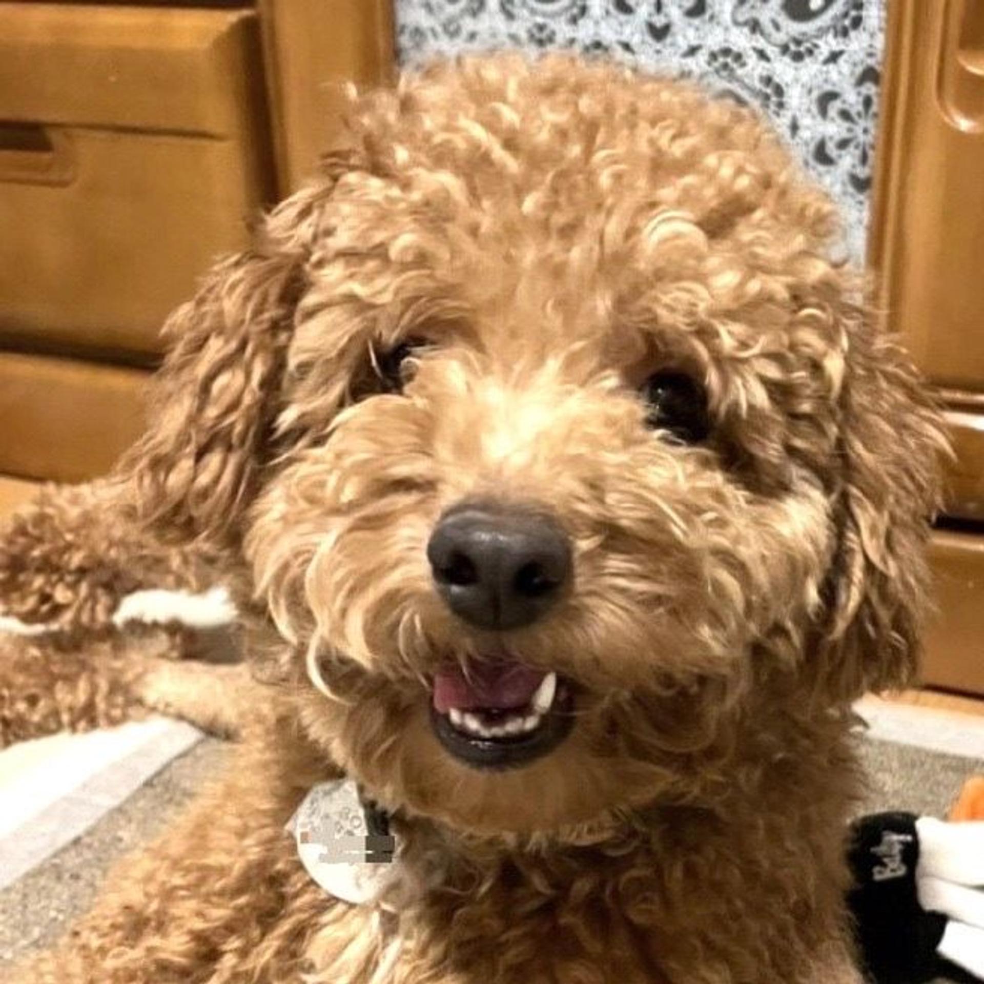 pet-image-8