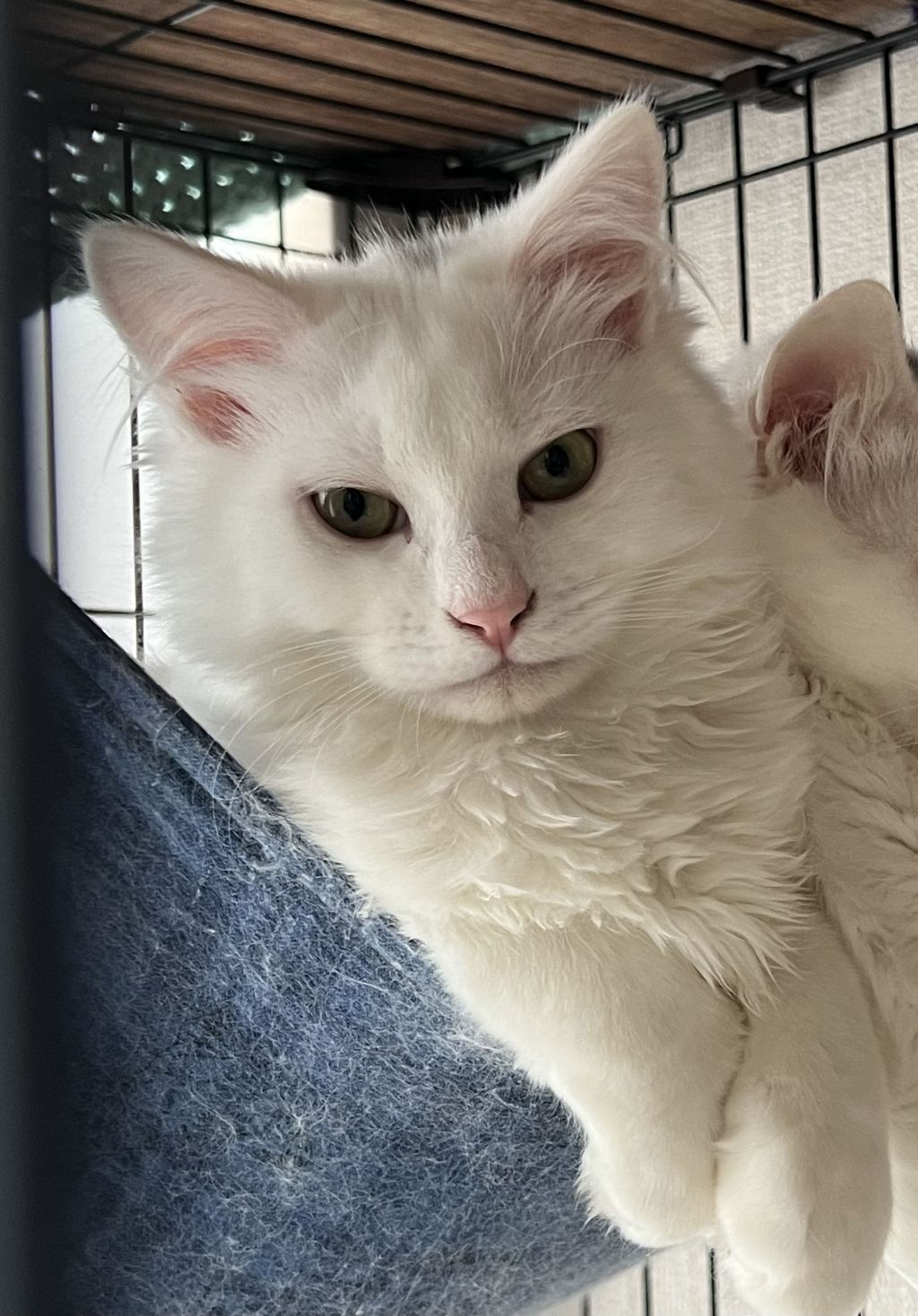 白ネコ　大きめ シイちゃん 白猫 大きい」東京都 - 猫の里親募集(396175) 1枚