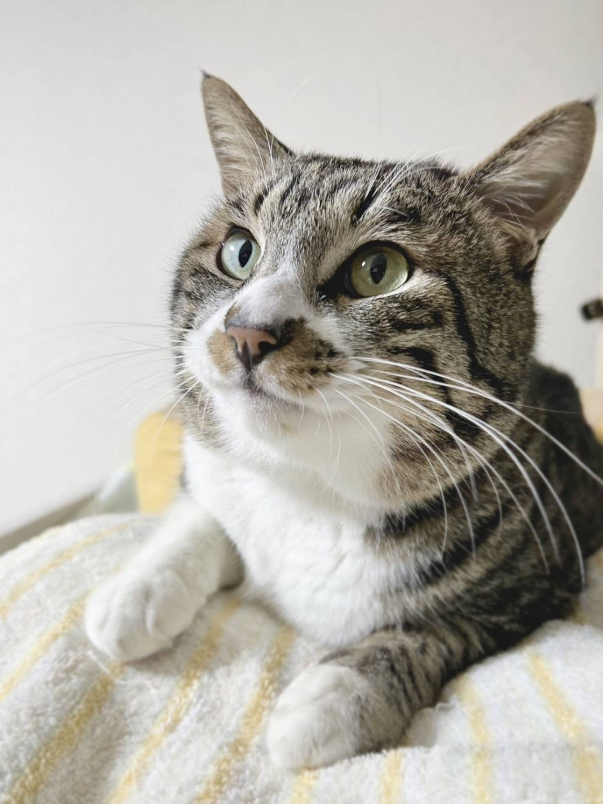 雑種（ミックス猫）・オスの里親募集の写真
