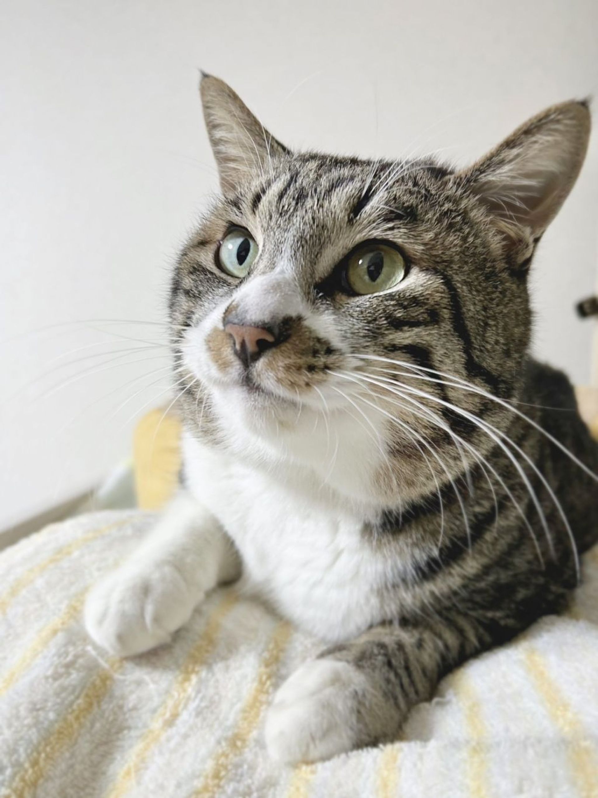 雑種（ミックス猫）・オスの里親募集の写真