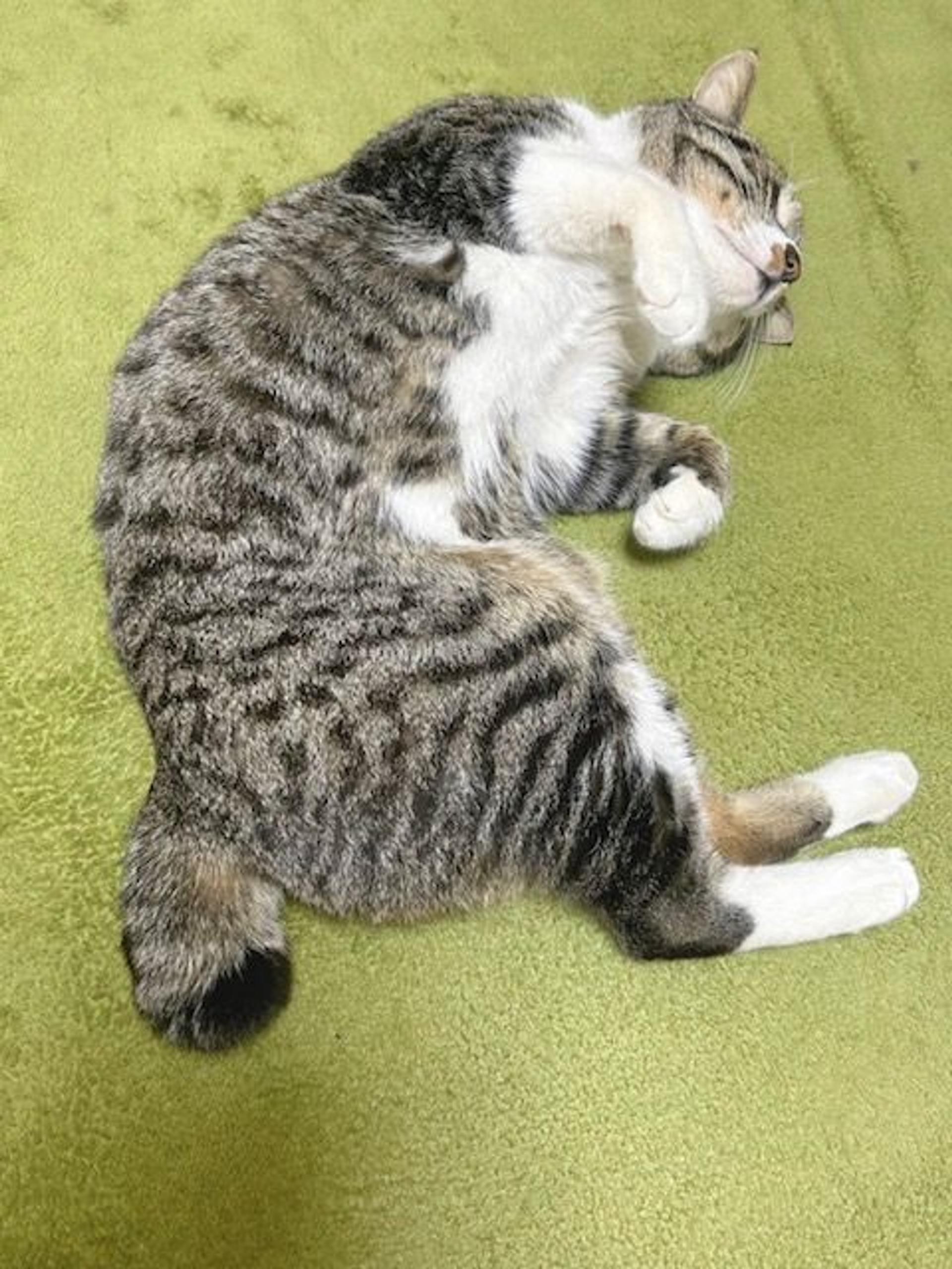pet-image-2