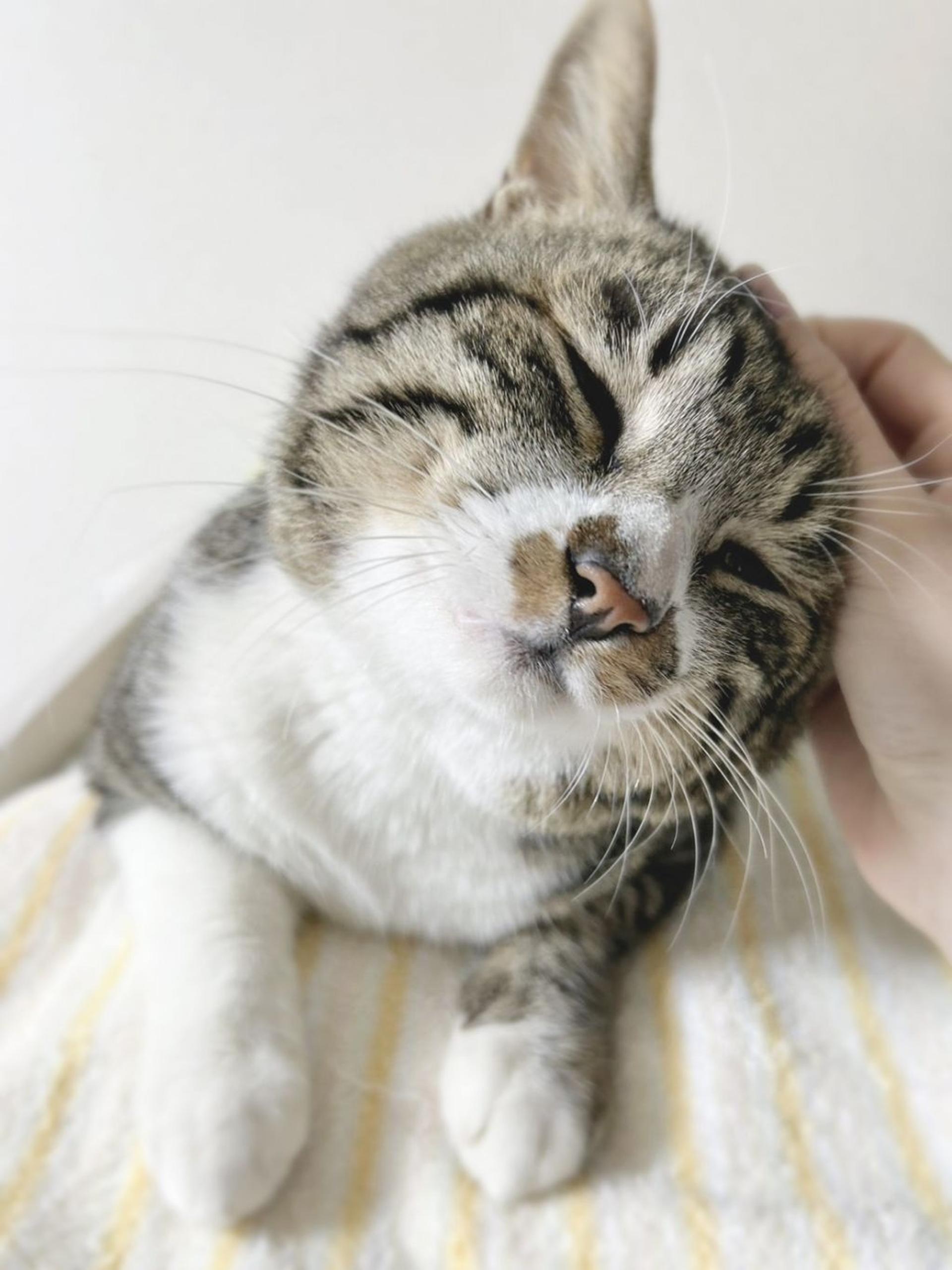 pet-image-6