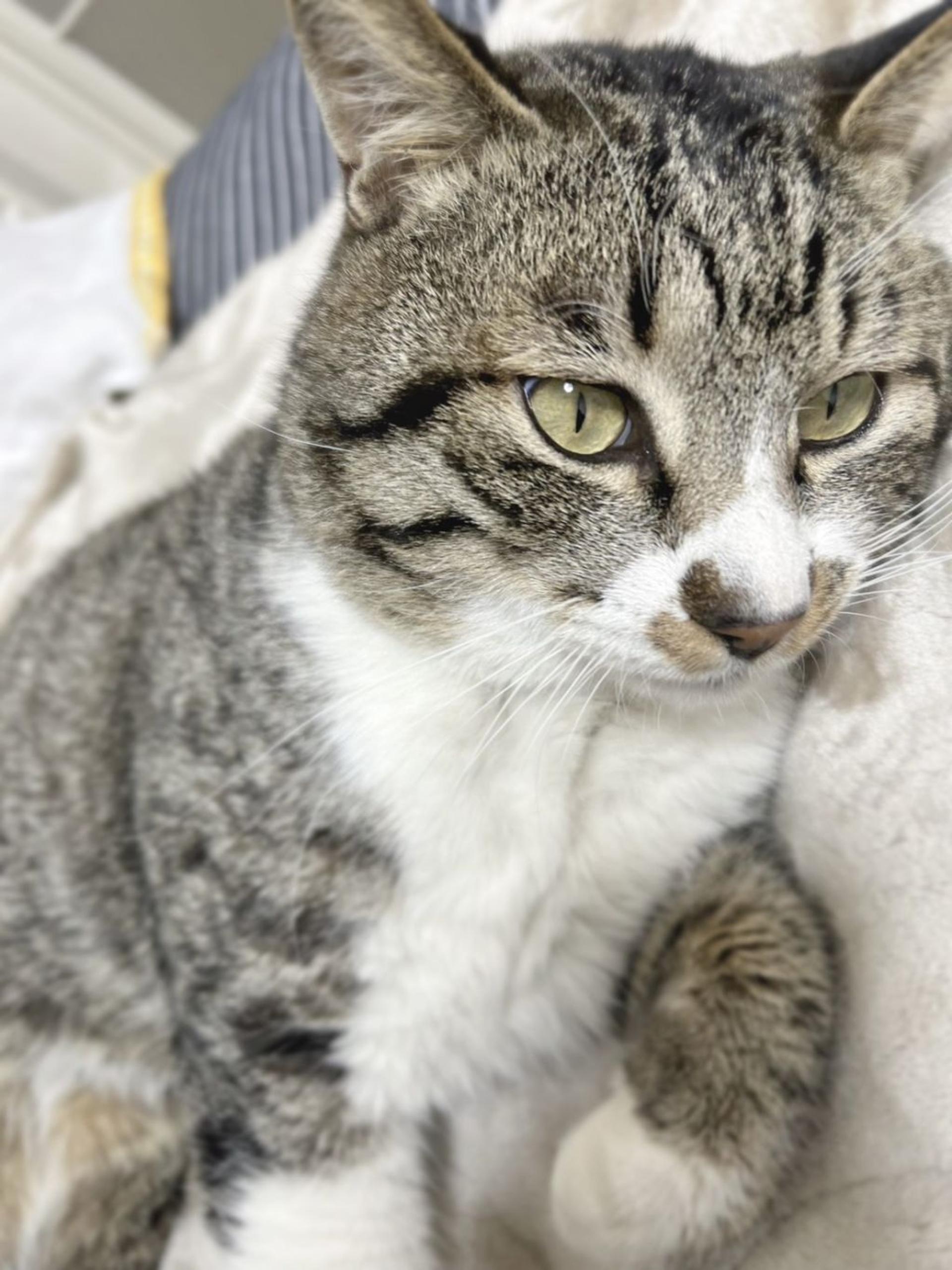 pet-image-7