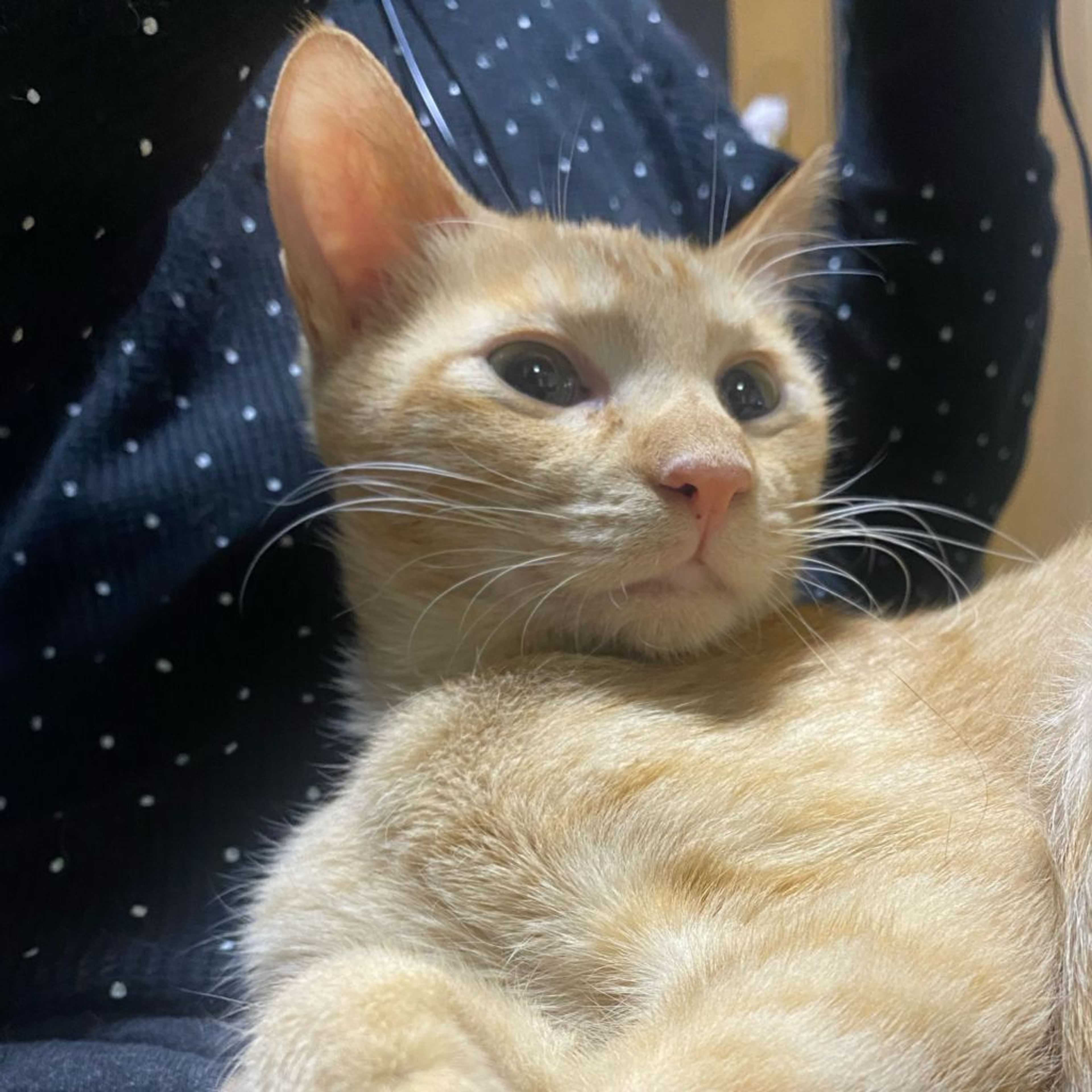 pet-image-2