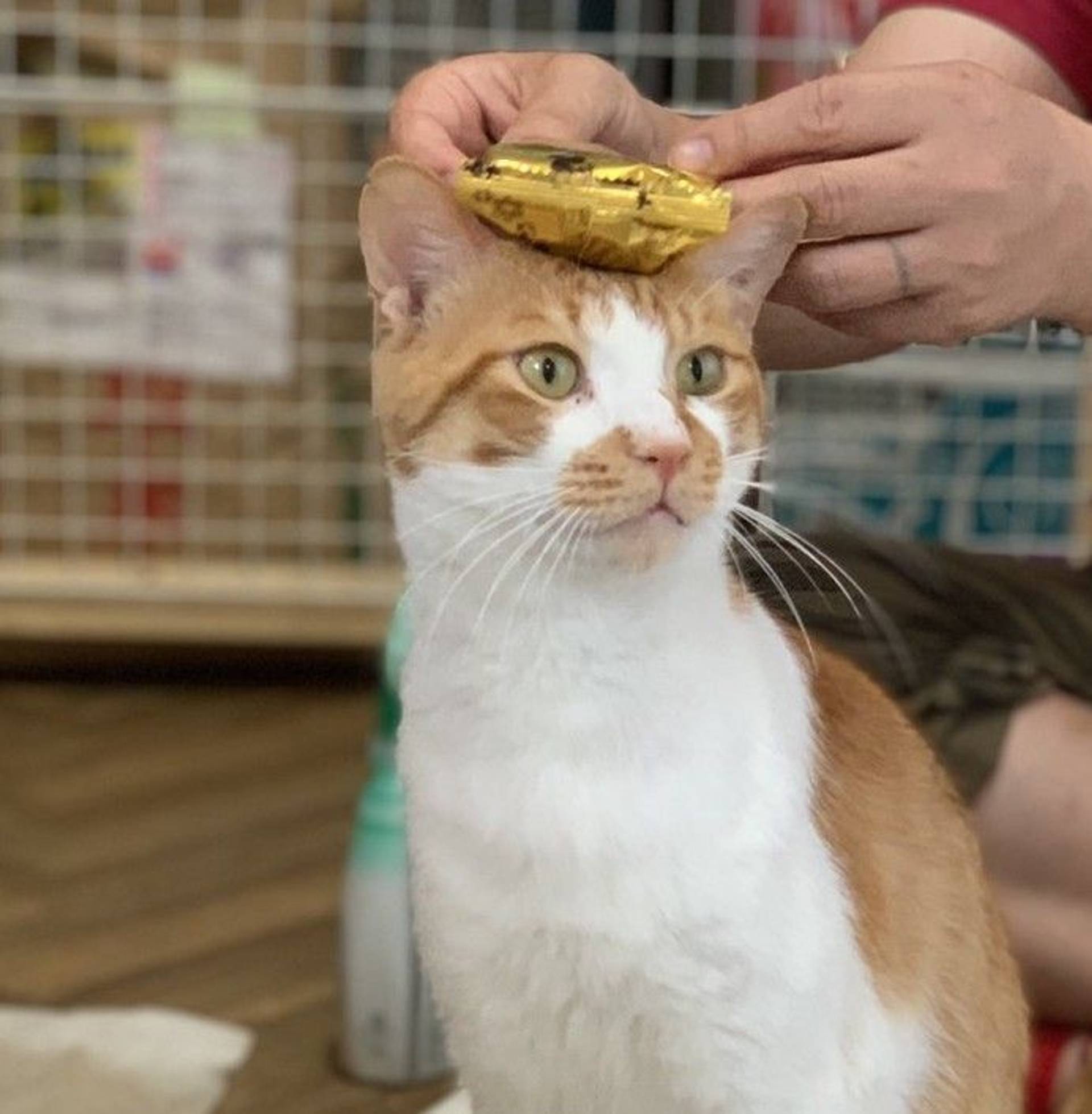 雑種（ミックス猫）・オスの里親募集の写真