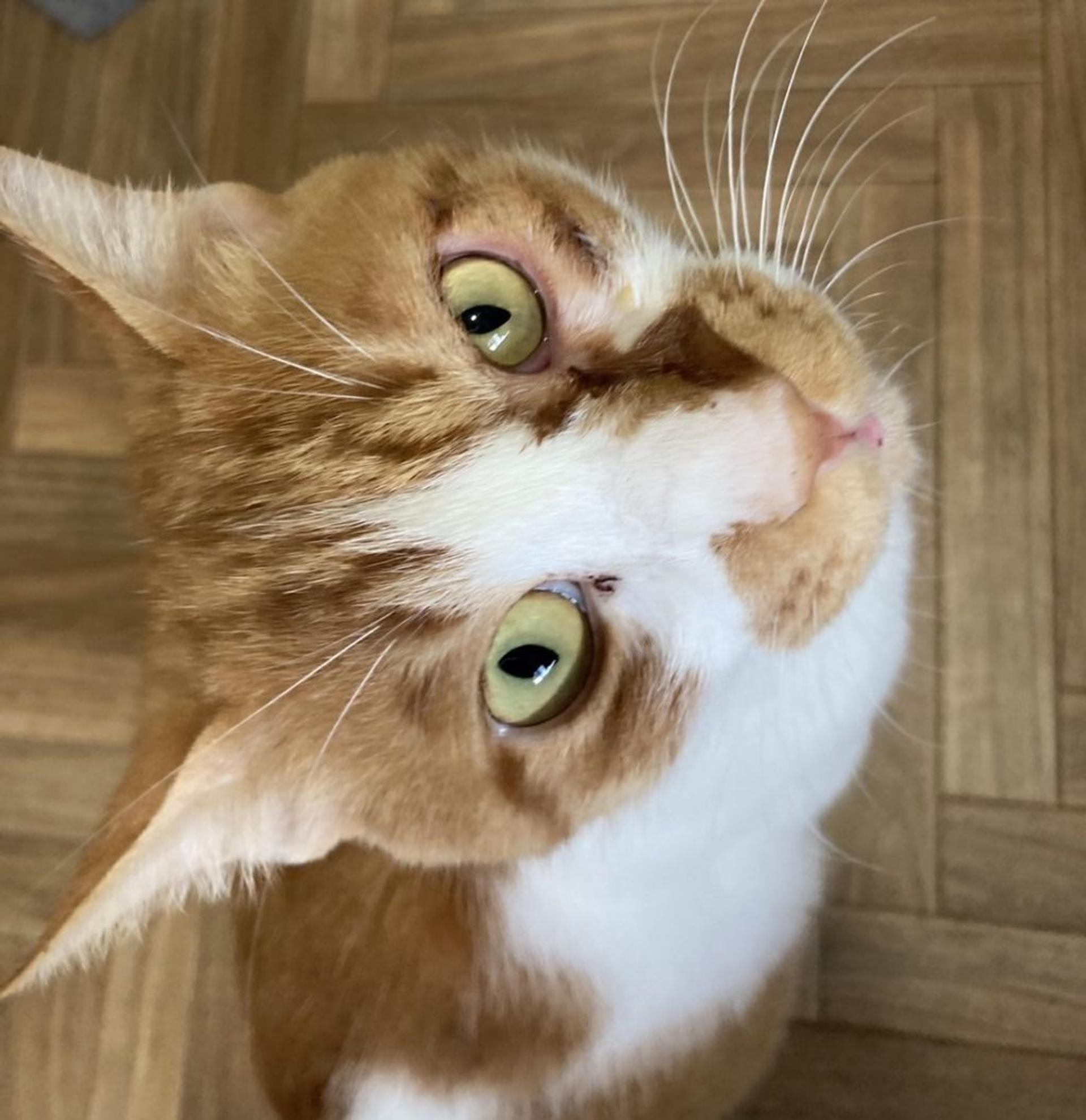 pet-image-3
