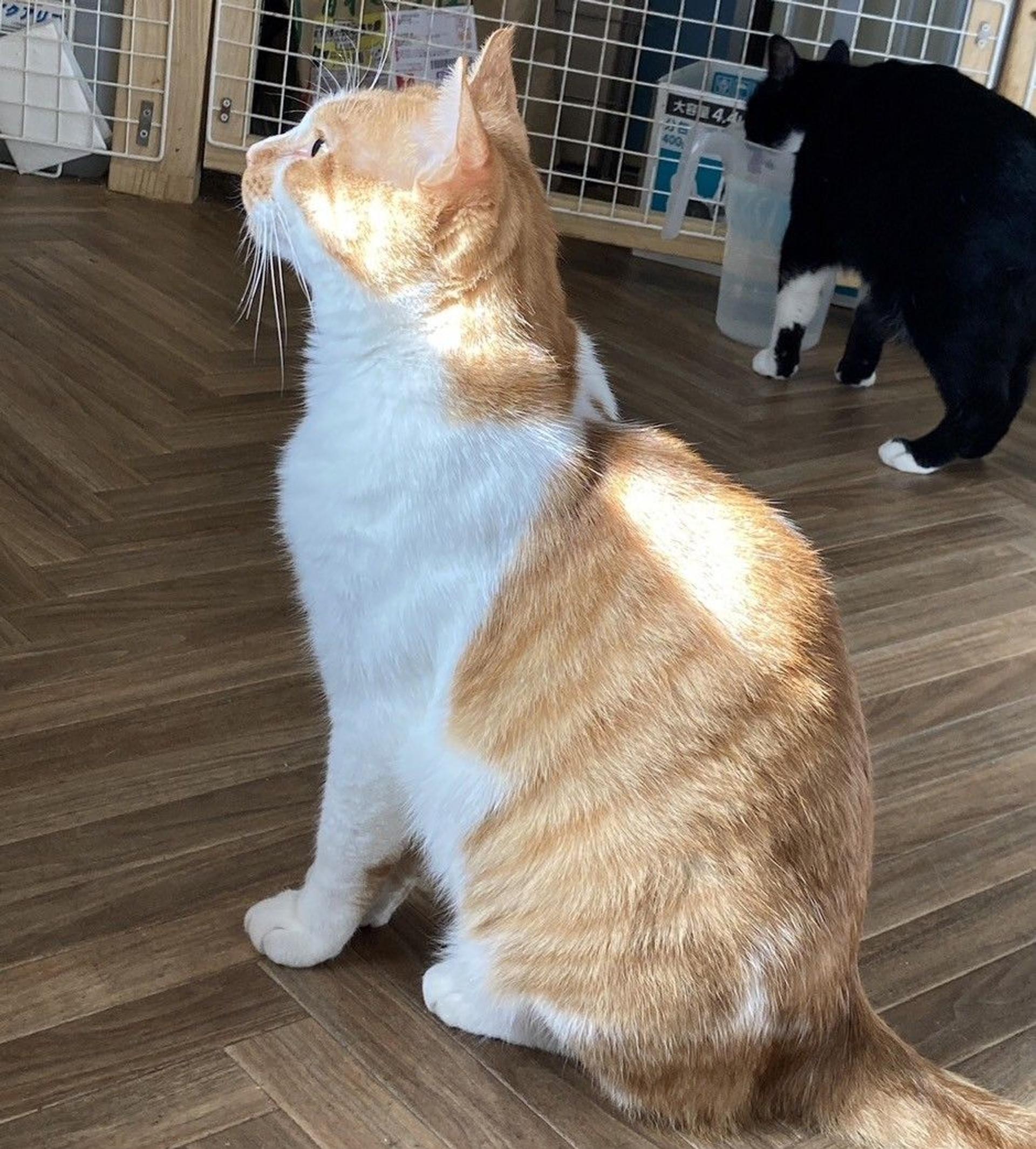 pet-image-4