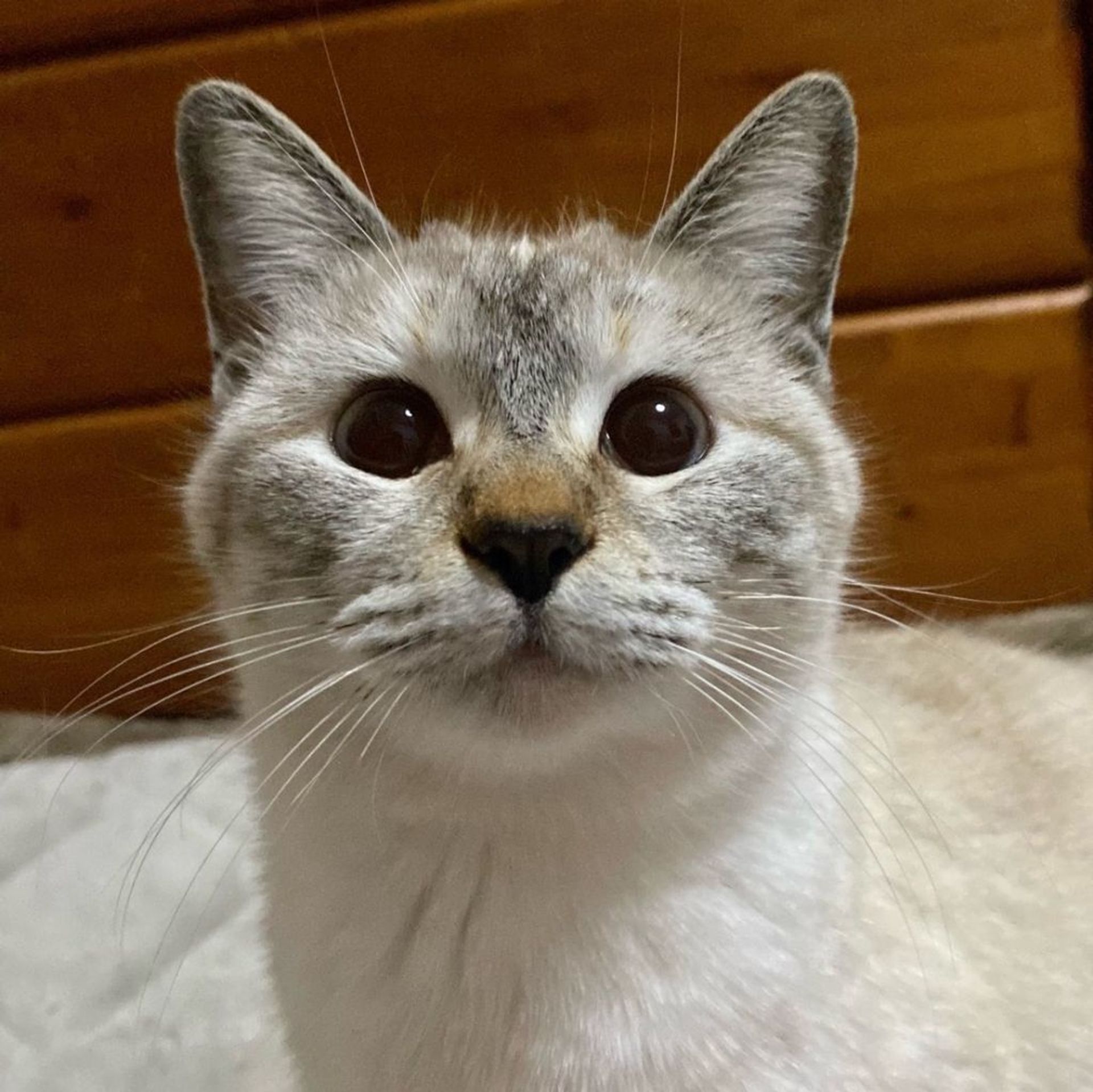 雑種（ミックス猫）・メスの里親募集の写真