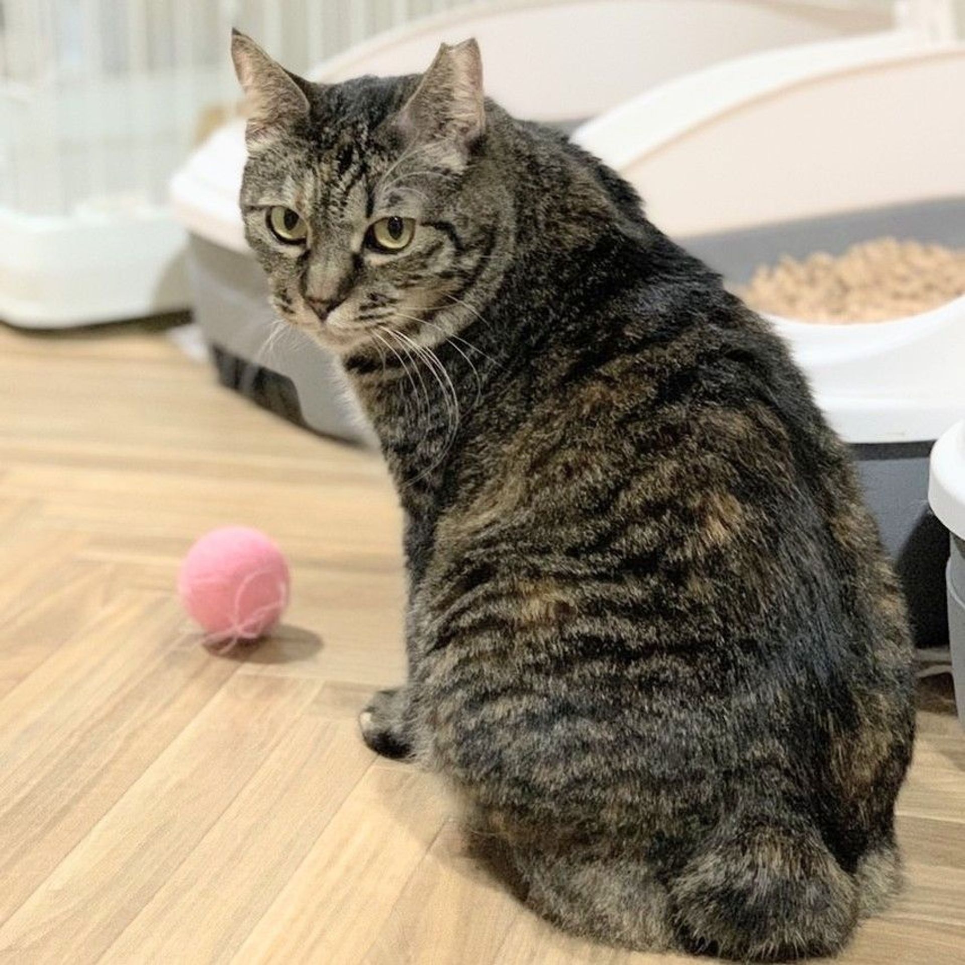 雑種（ミックス猫）・メスの里親募集の写真